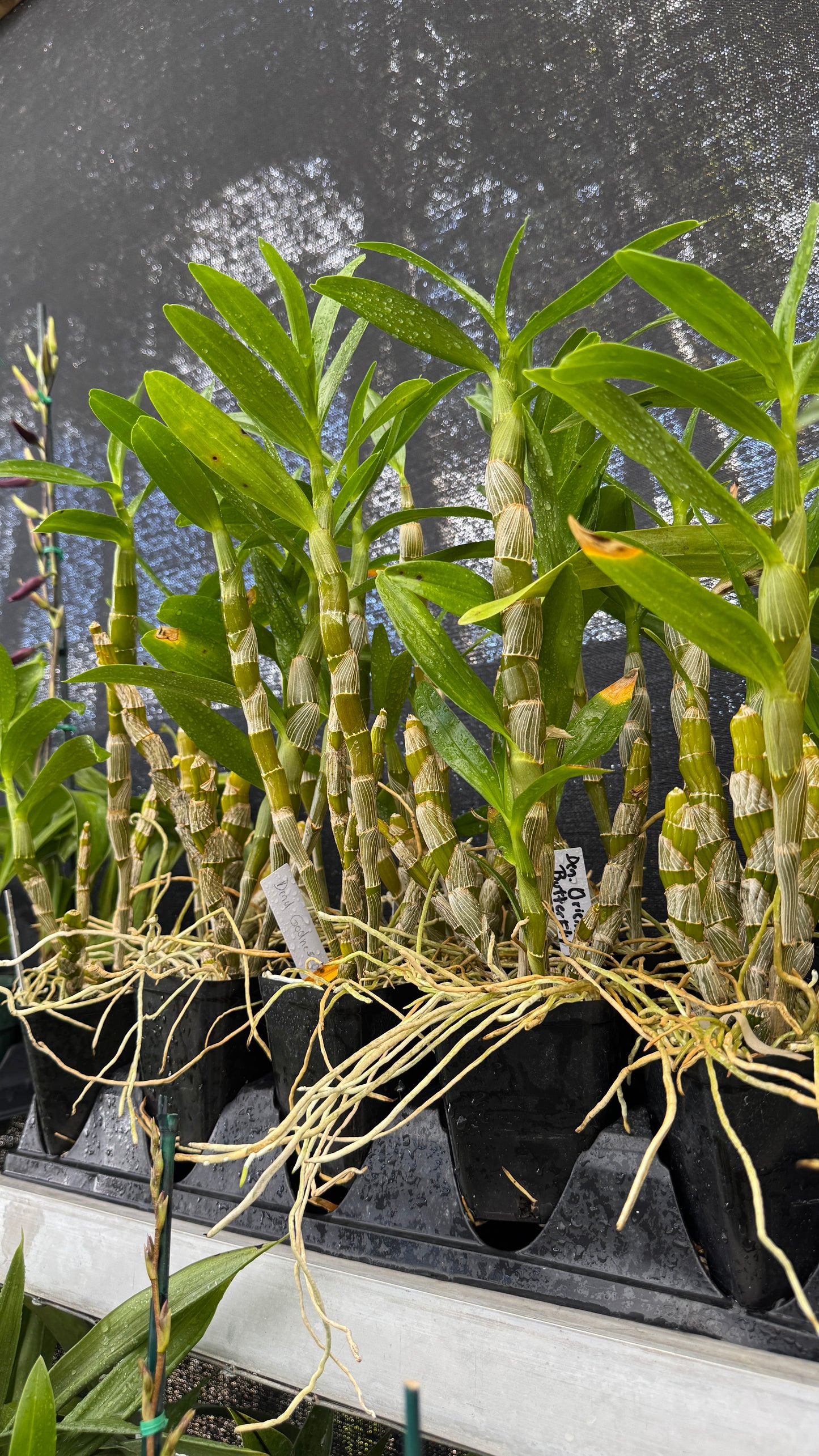 dendrobium oriental smile butterfly 4"