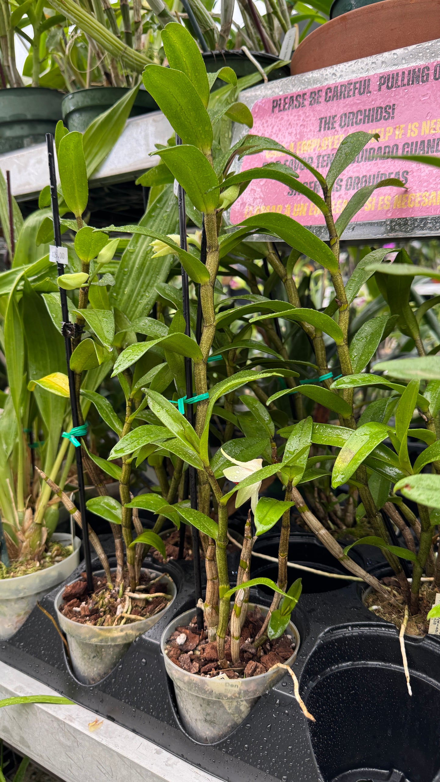 dendrobium roongkamol 4" in bud