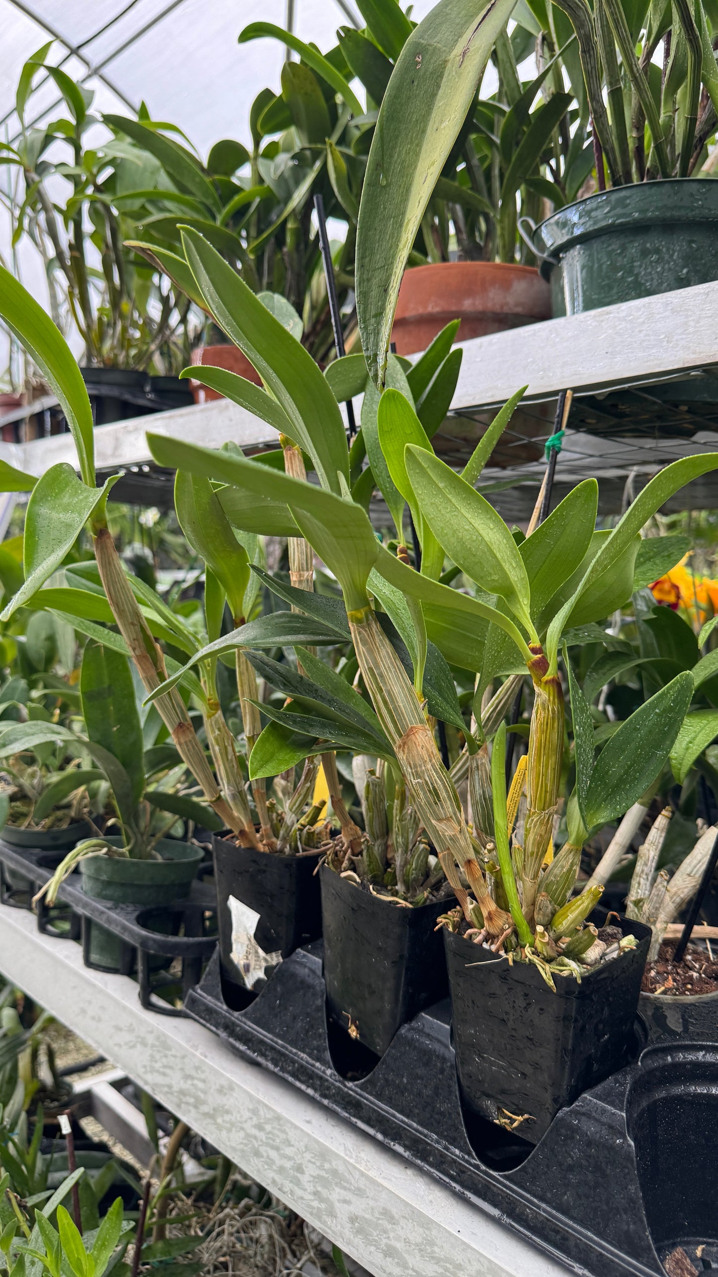 dendrobium spectabile 4"