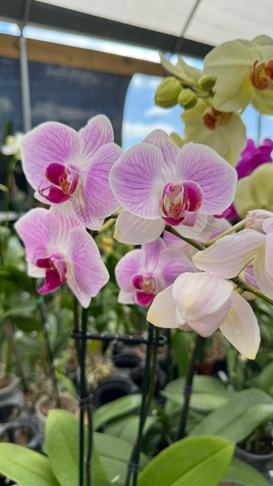 phalaenopsis pink 5"