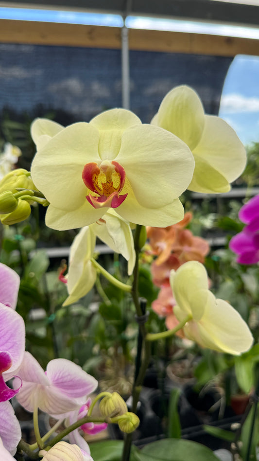 phalaenopsis yellow 5"