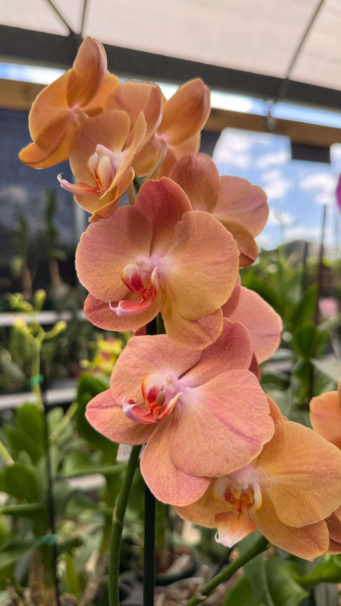 phalaenopsis orange 5"