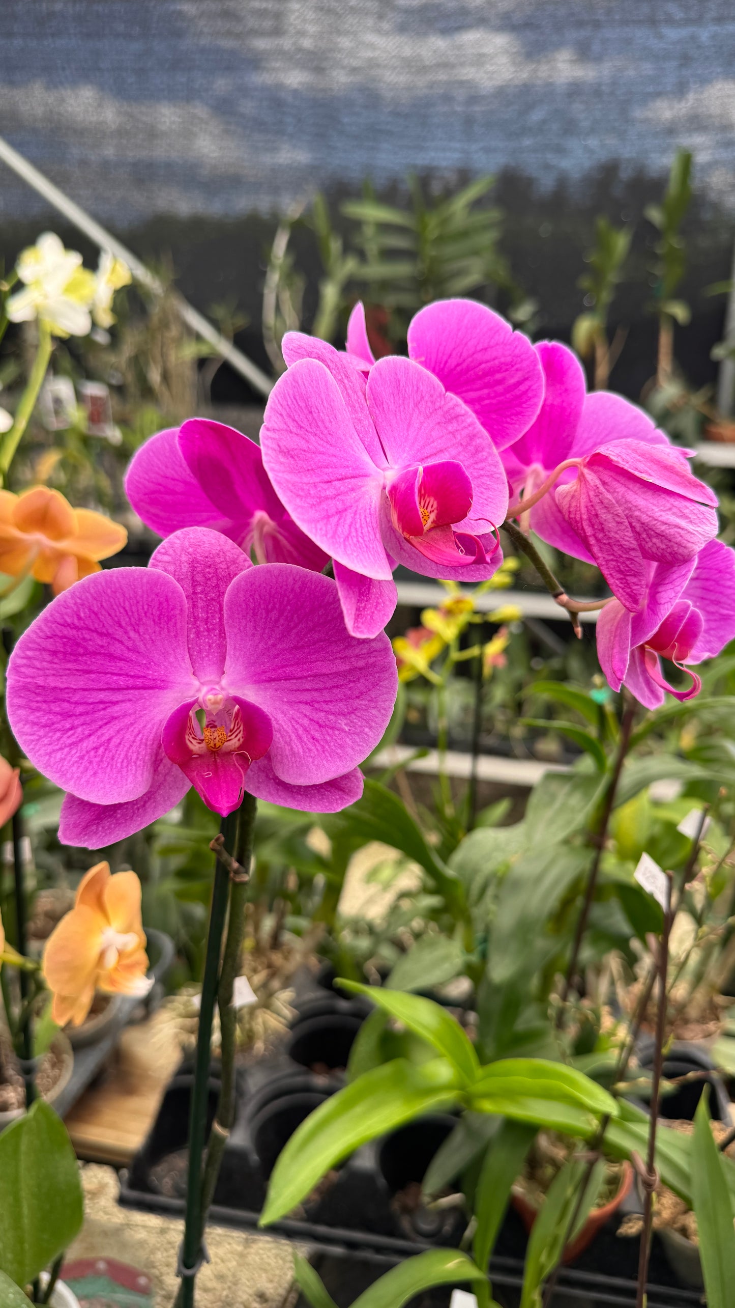 phalaenopsis hot pink 5"