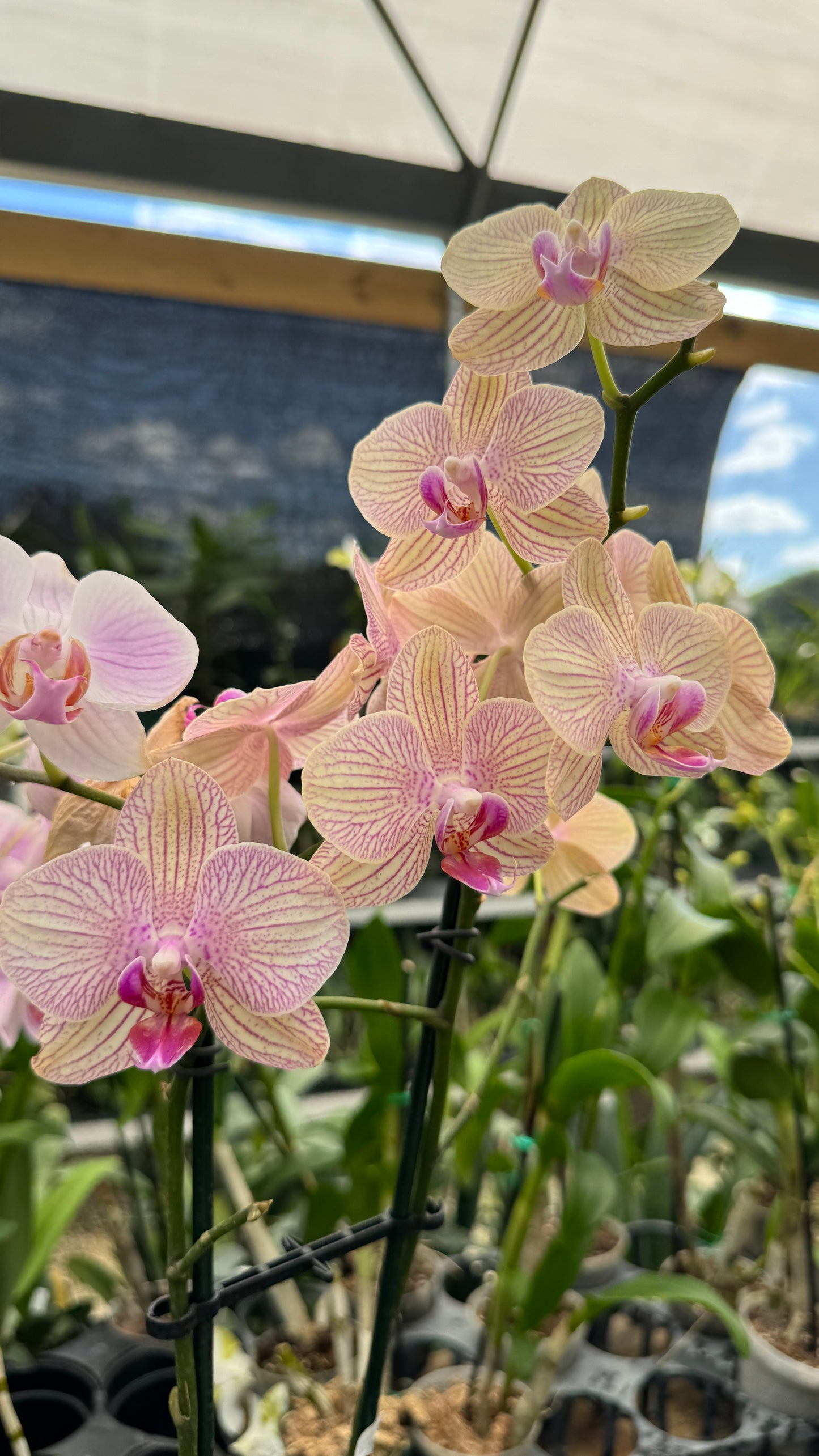 phalaenopsis stripes 5"