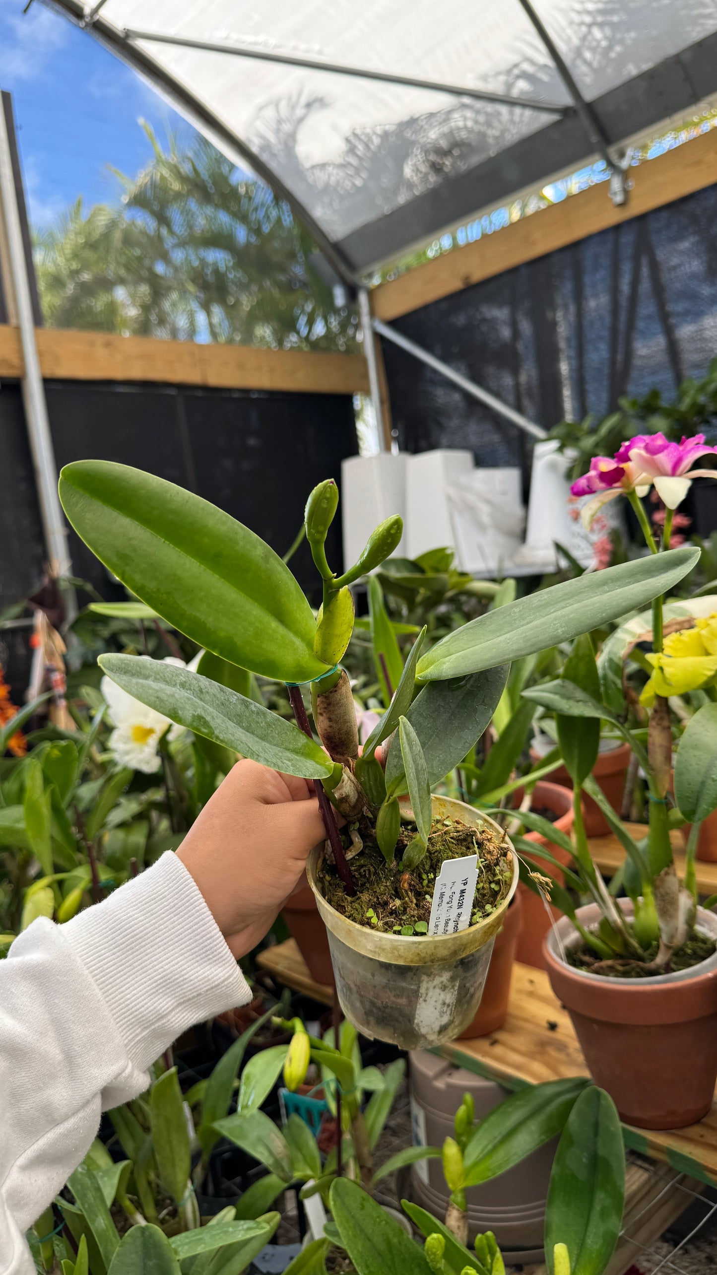 rlc fong yuan beauty 4"