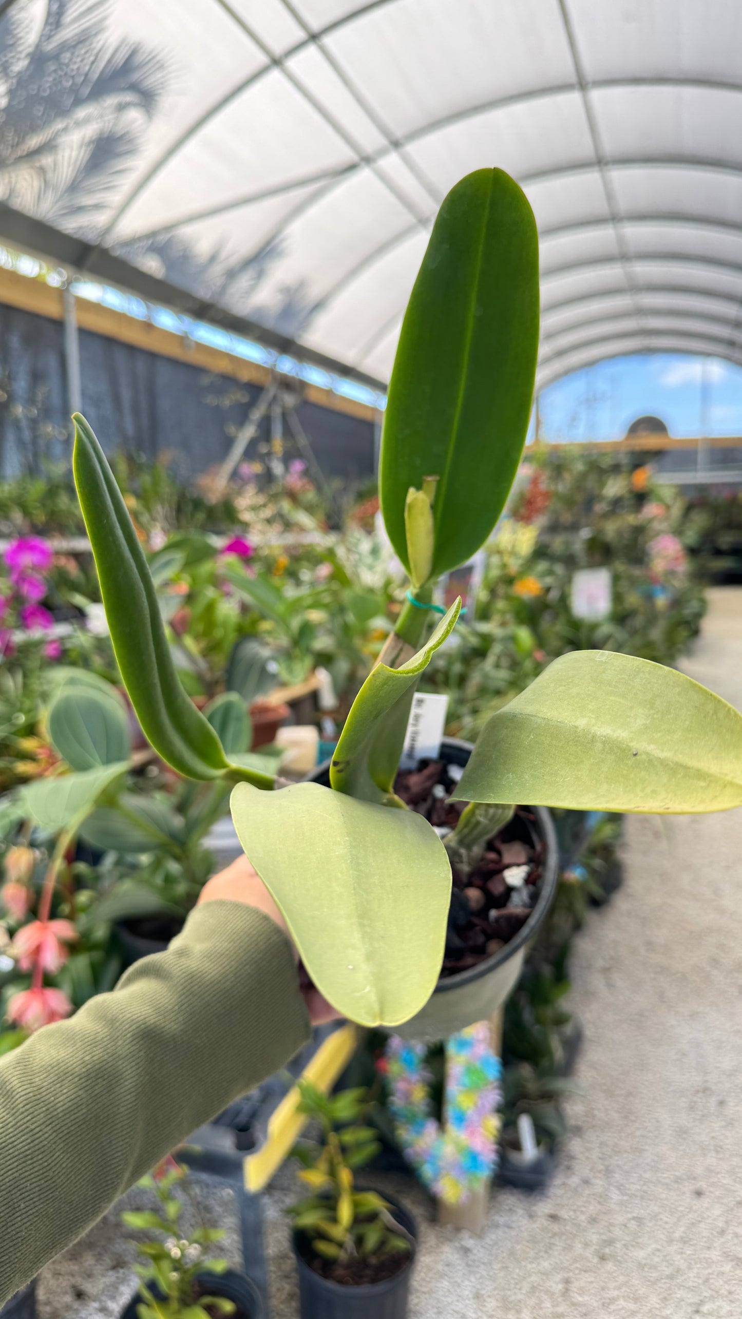 Blc. Amy Wakasugi 6" (0024) NO FLOWER