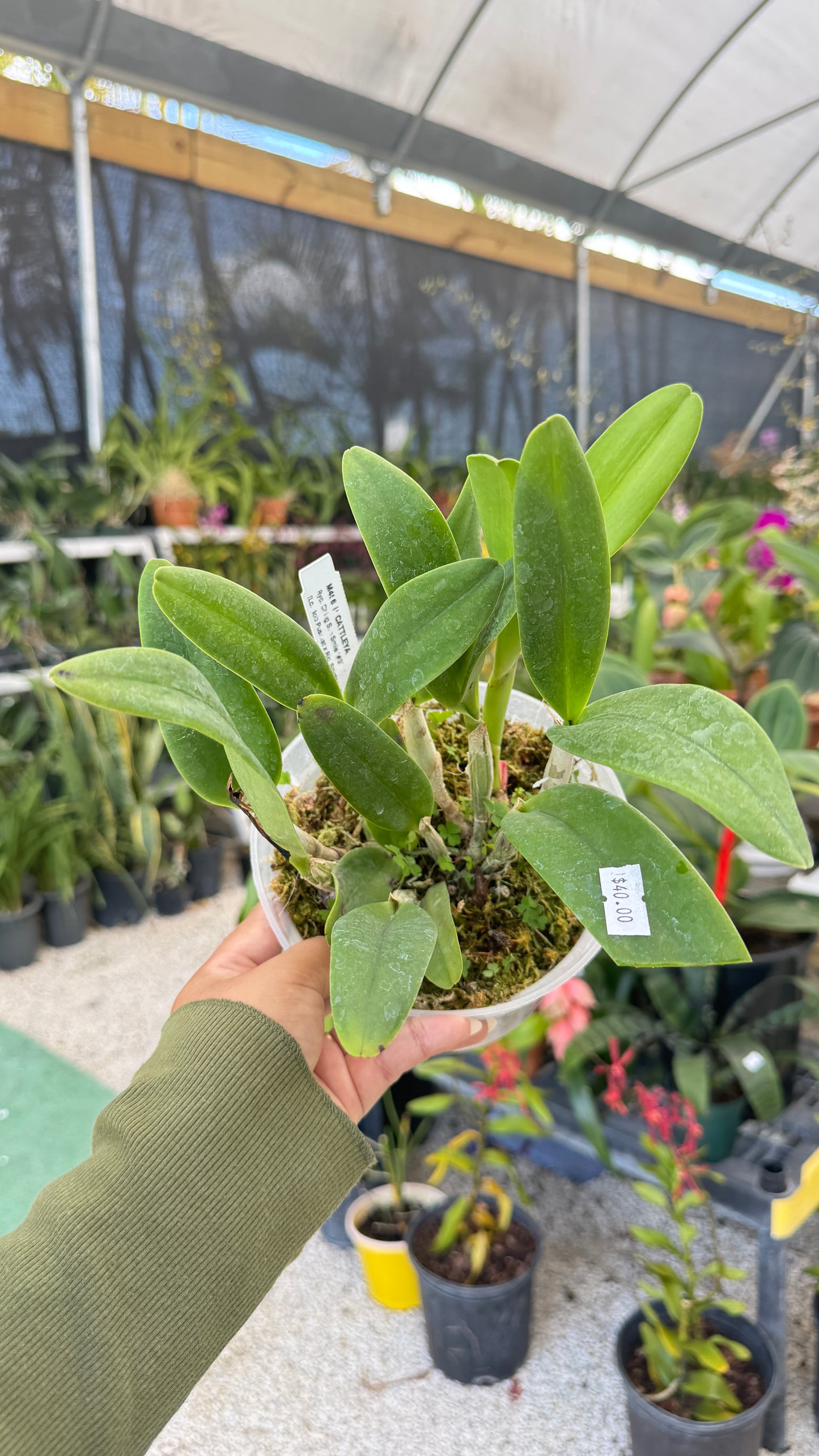 Ryc. Ching Sun Smile #3 6" (0031) NO FLOWER