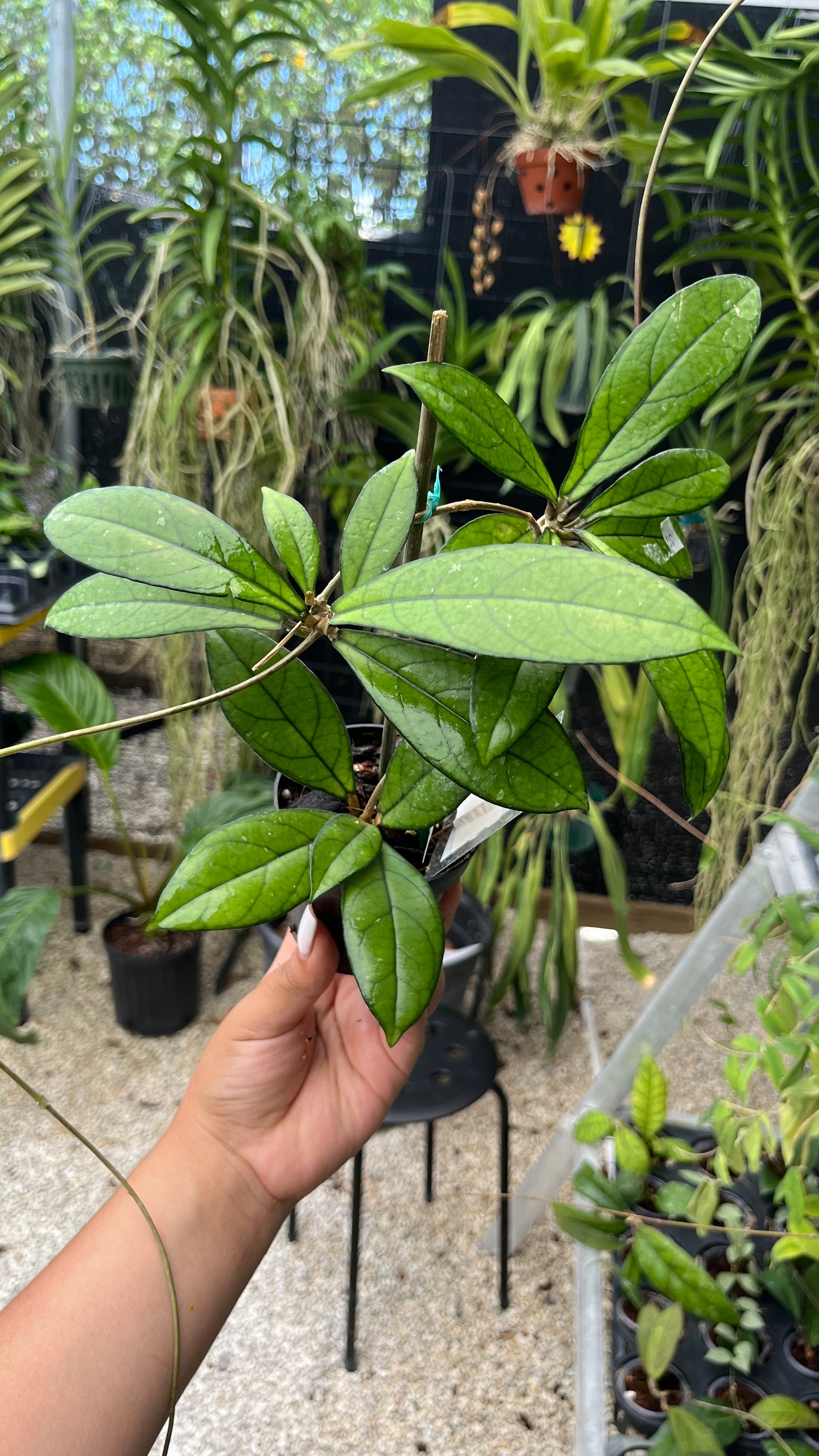 HOYA CRASIPETOLIA 3"