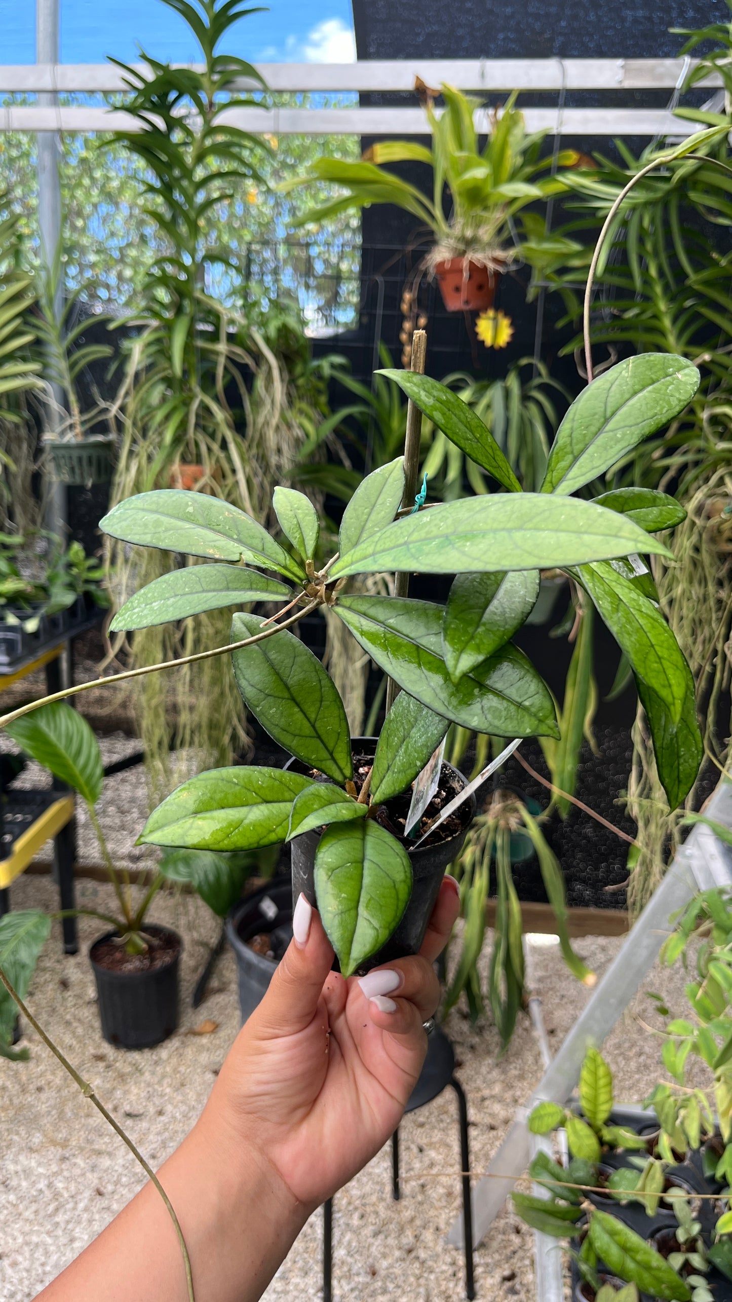 HOYA CRASIPETOLIA 3"