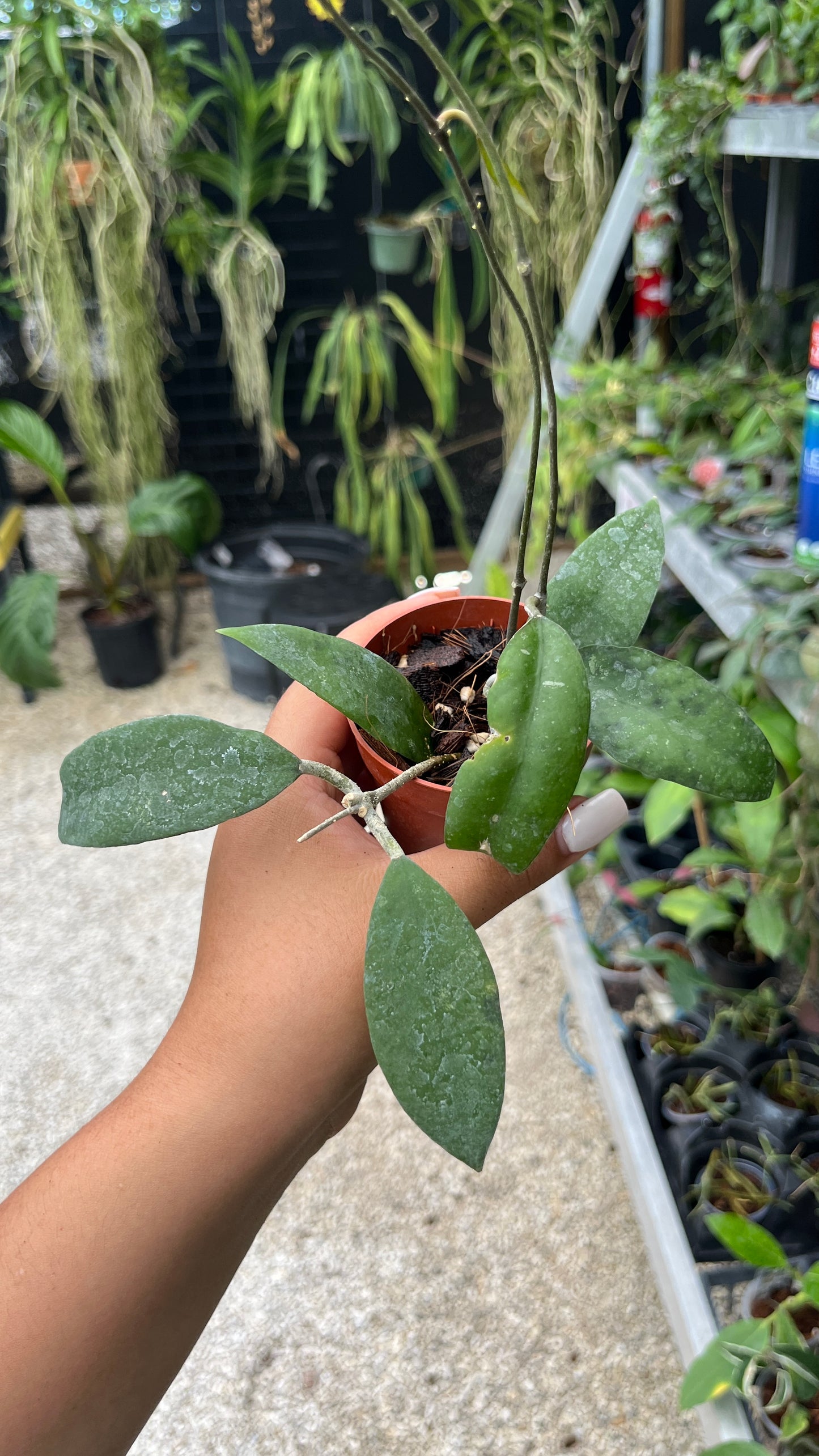 HOYA UNCINATA 3"