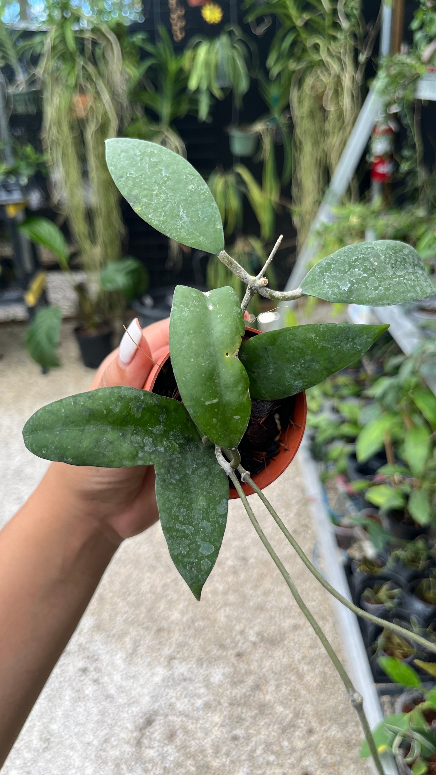 HOYA UNCINATA 3"