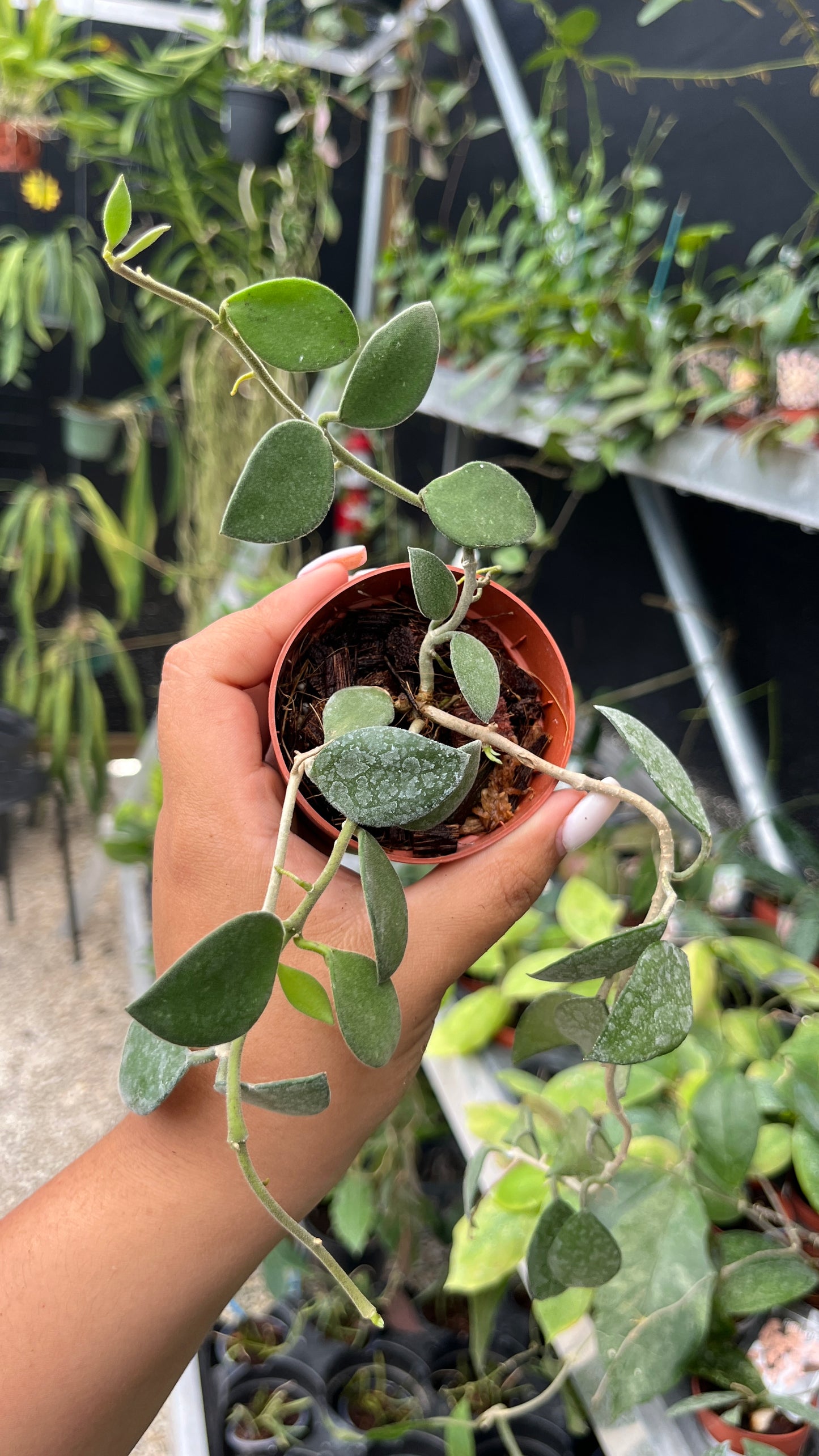 HOYA NUMMULARIODES 3"