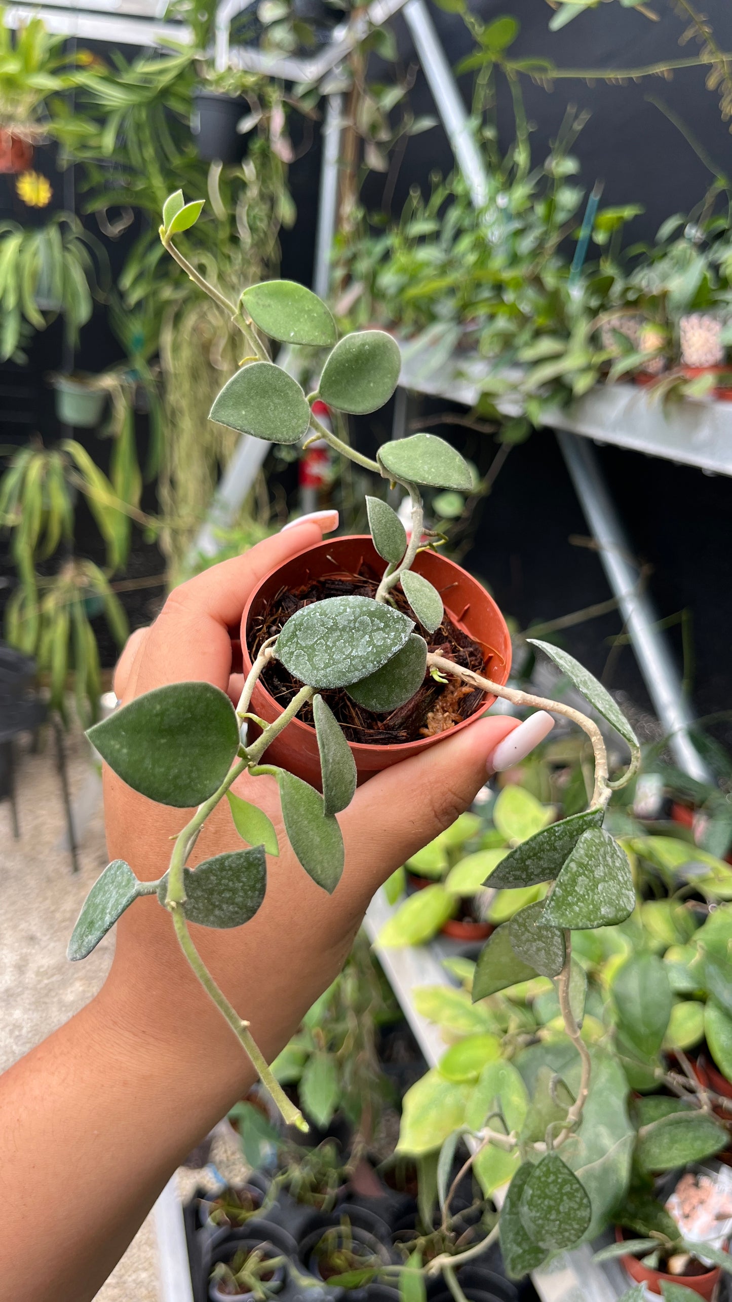 HOYA NUMMULARIODES 3"