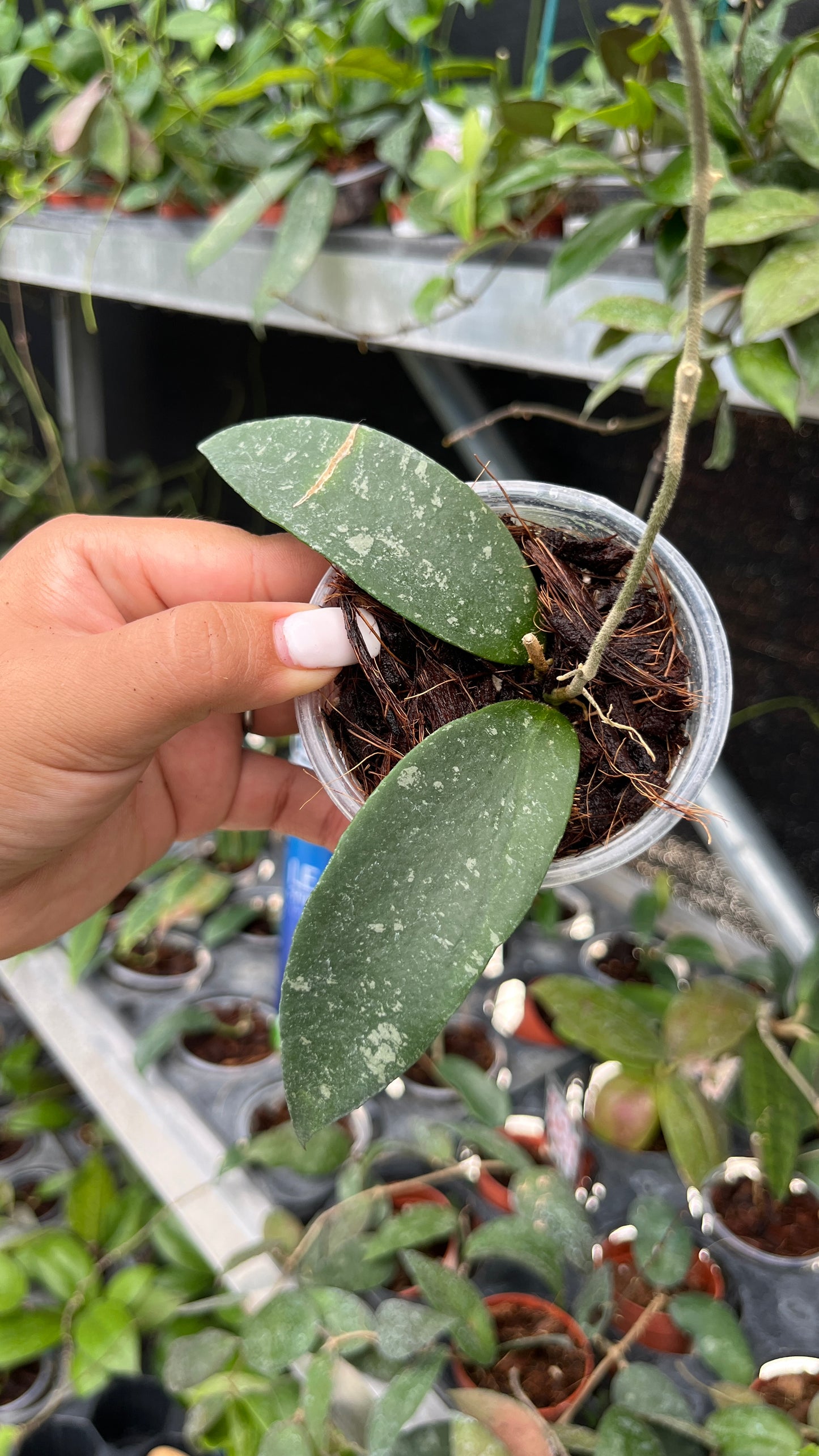 HOYA PHUWUAENSIS 3"