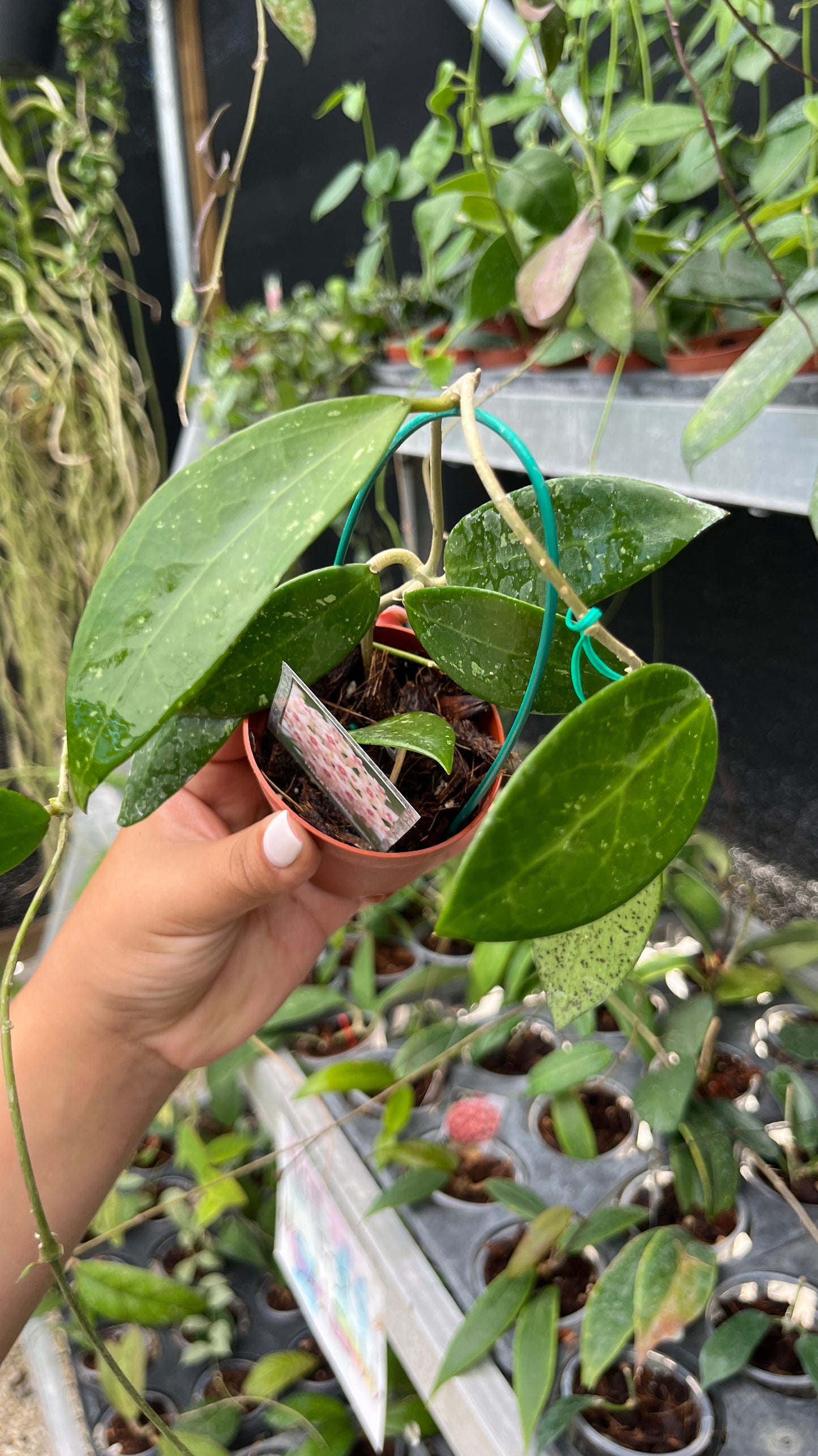 HOYA PALLIDA 3"