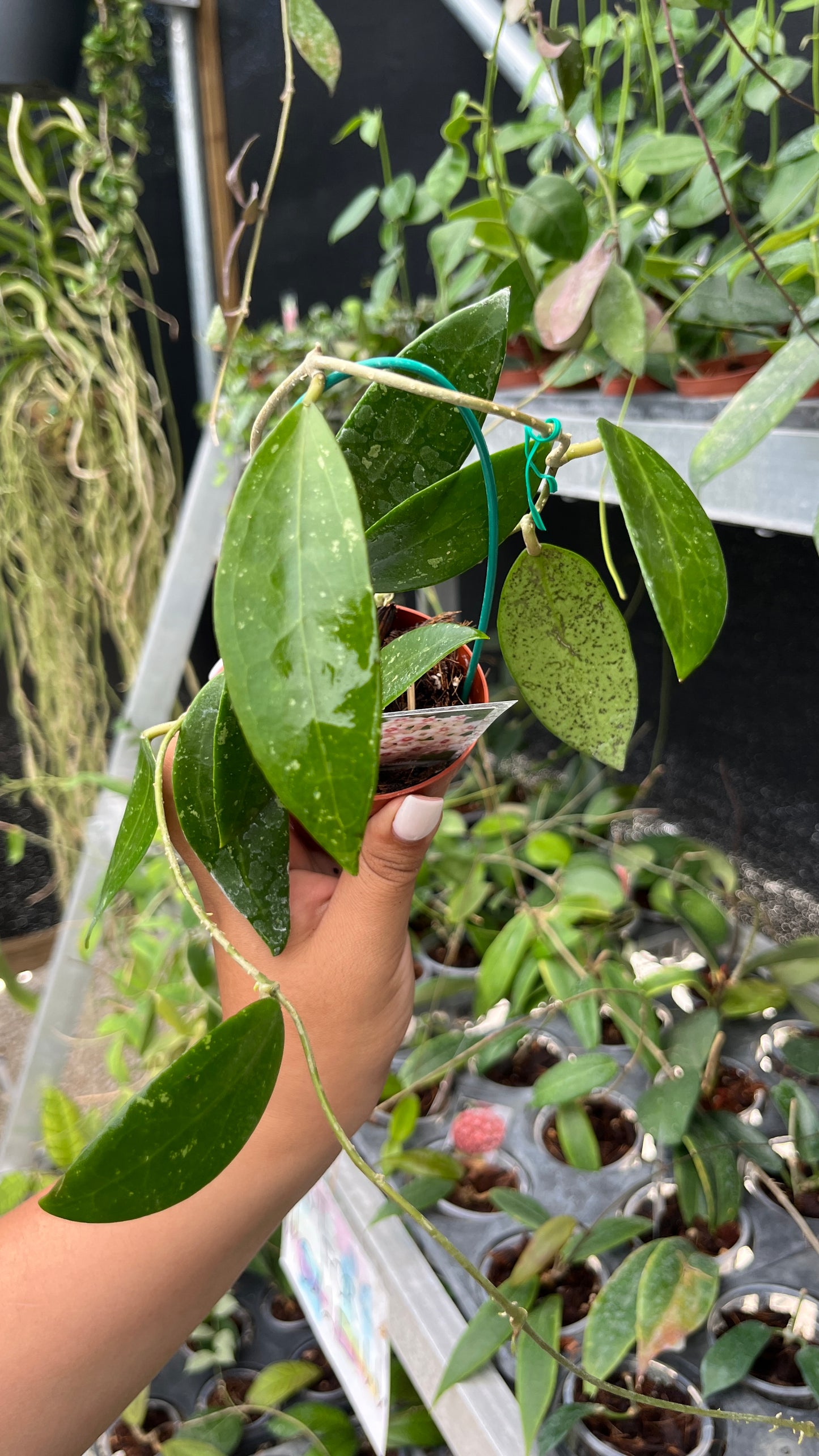 HOYA PALLIDA 3"