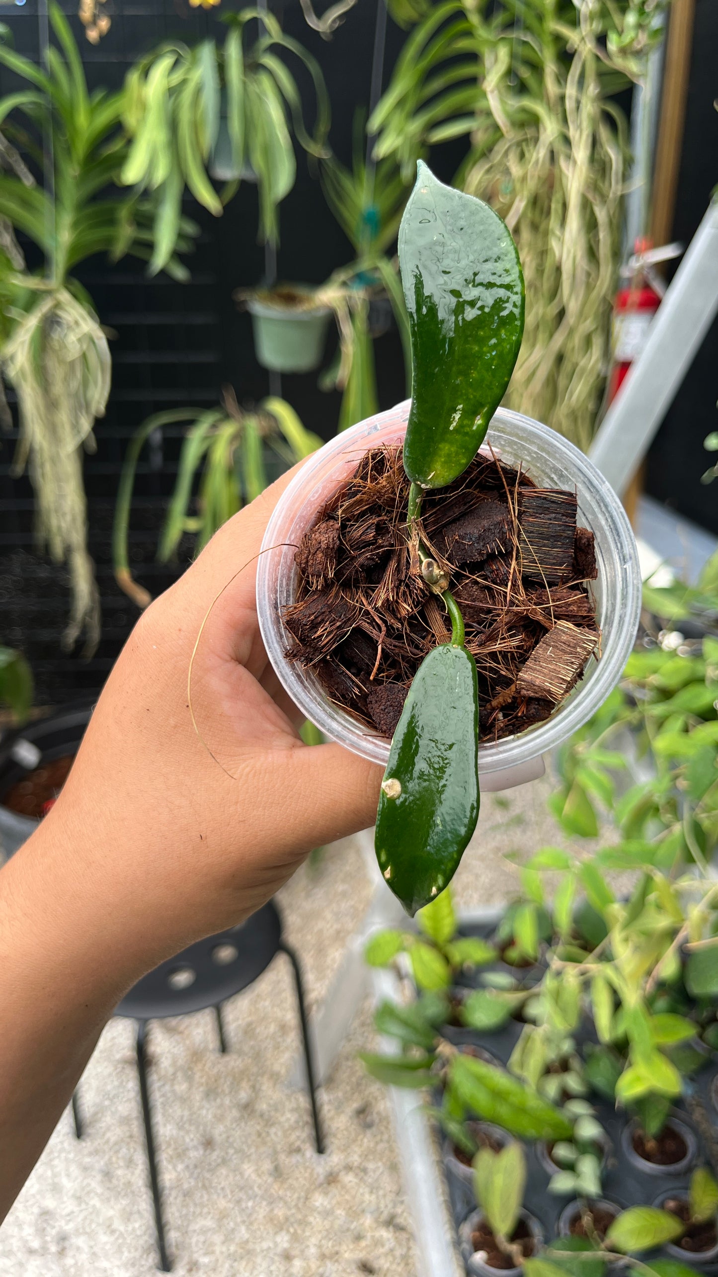 HOYA ROSTELLATA HUMMINGBIRD 3"