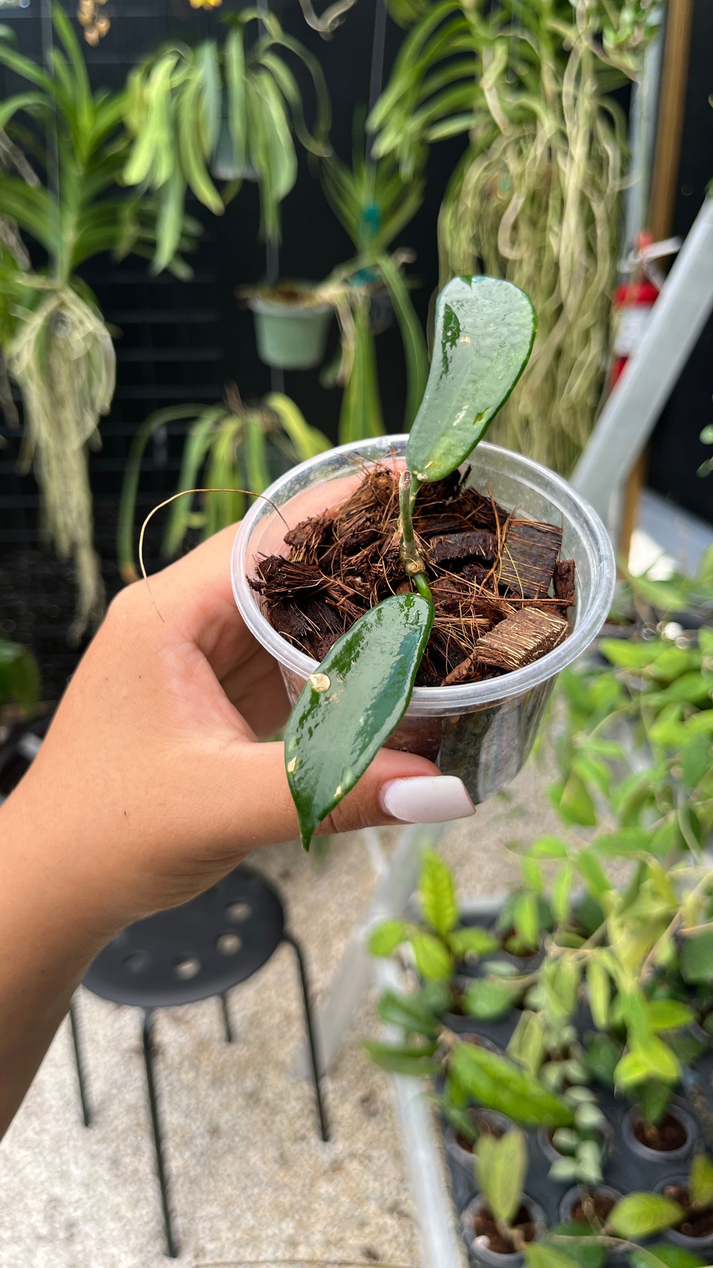 HOYA ROSTELLATA HUMMINGBIRD 3"