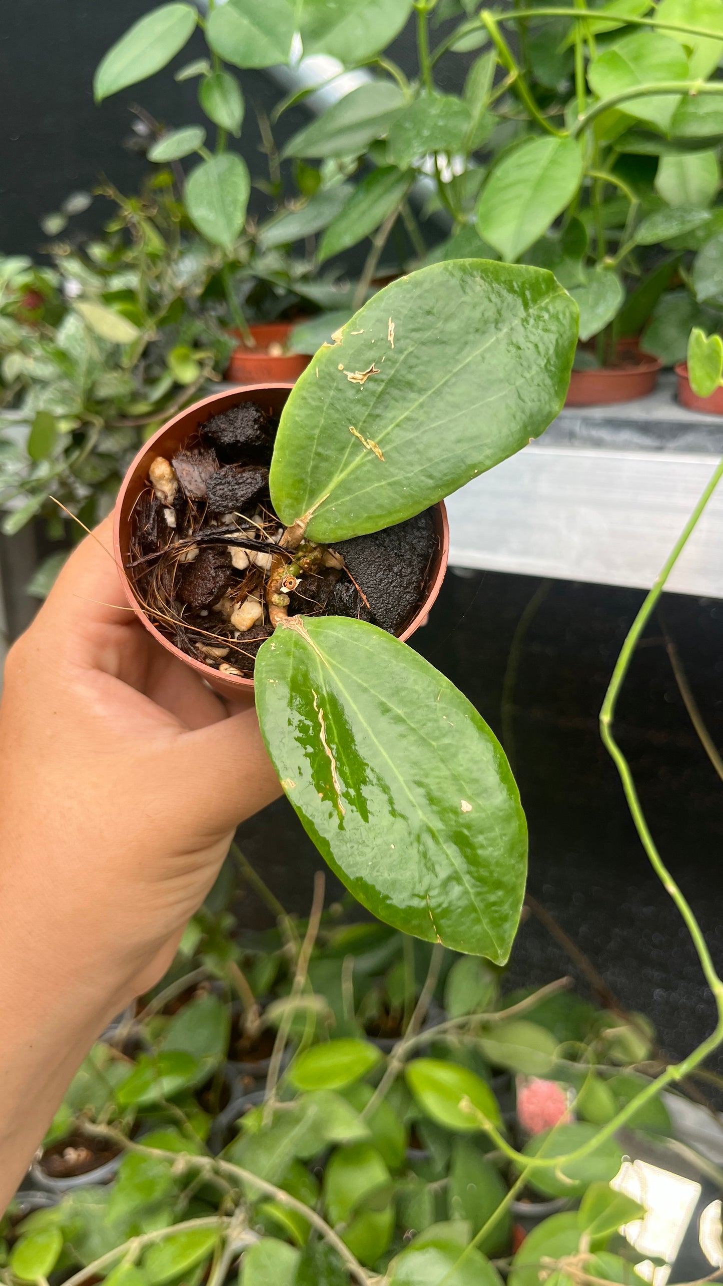 HOYA BEGUENTENSIS 3"