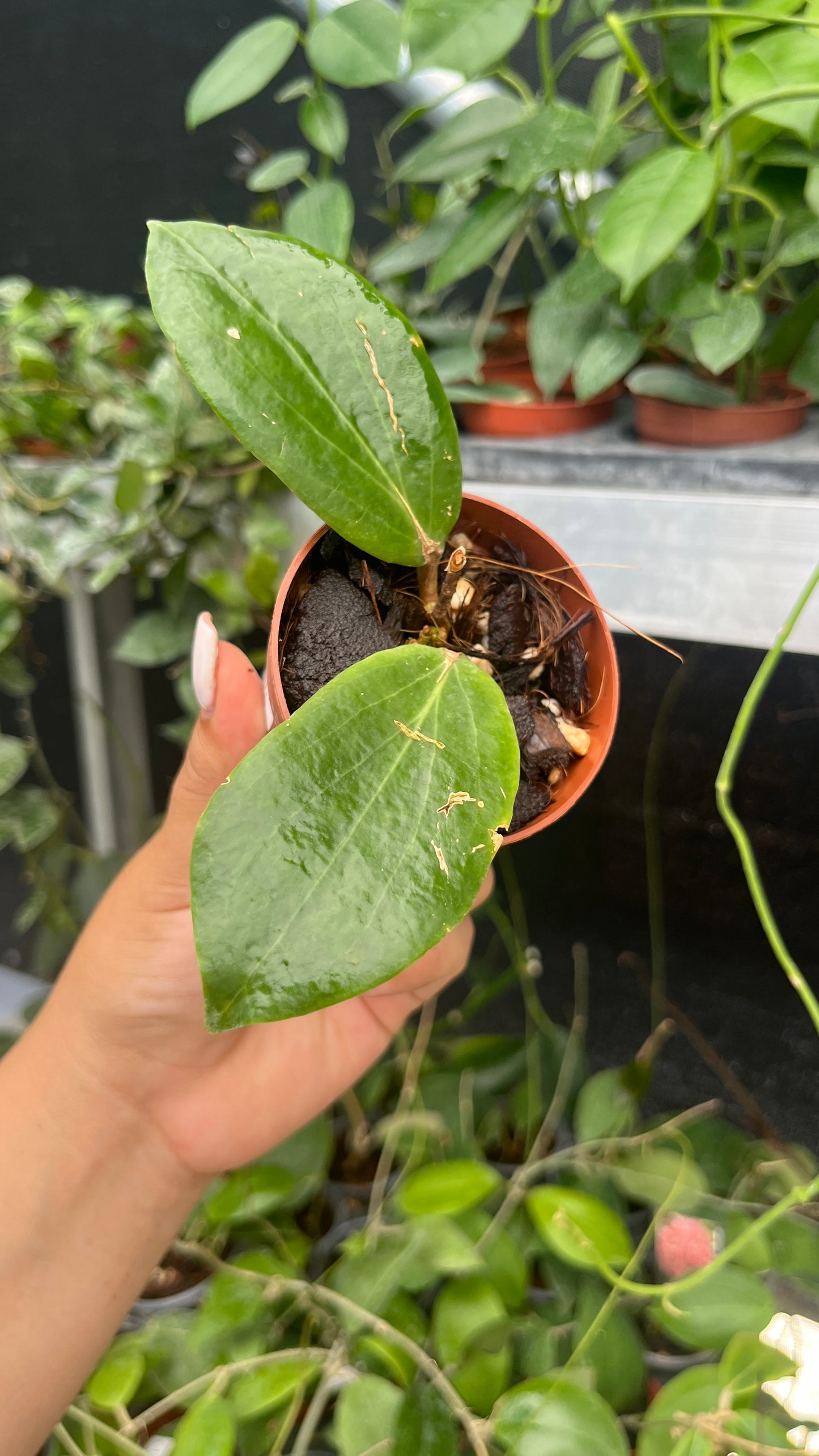 HOYA BEGUENTENSIS 3"