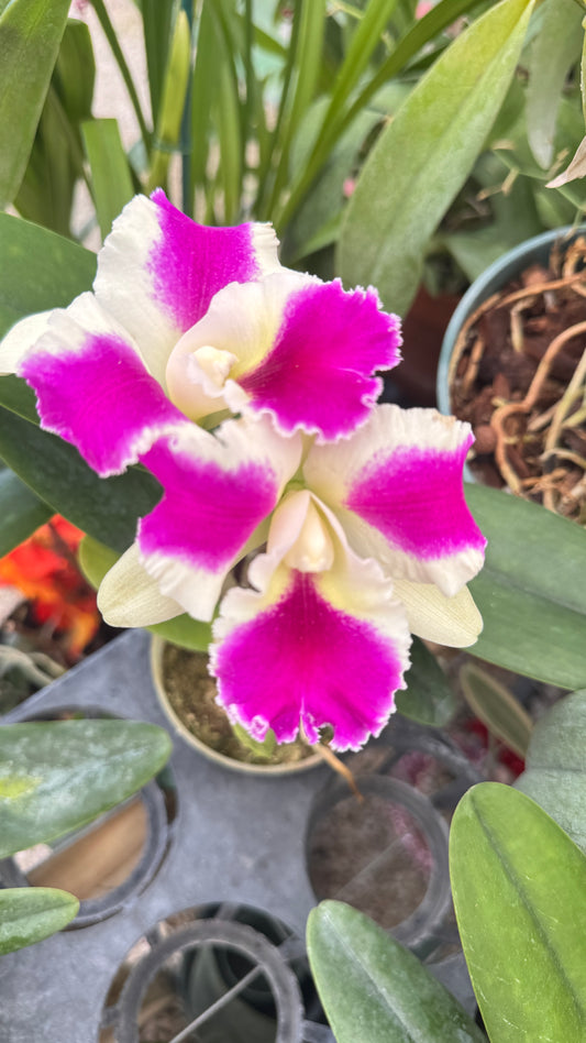 rlc. fong beauty 4"