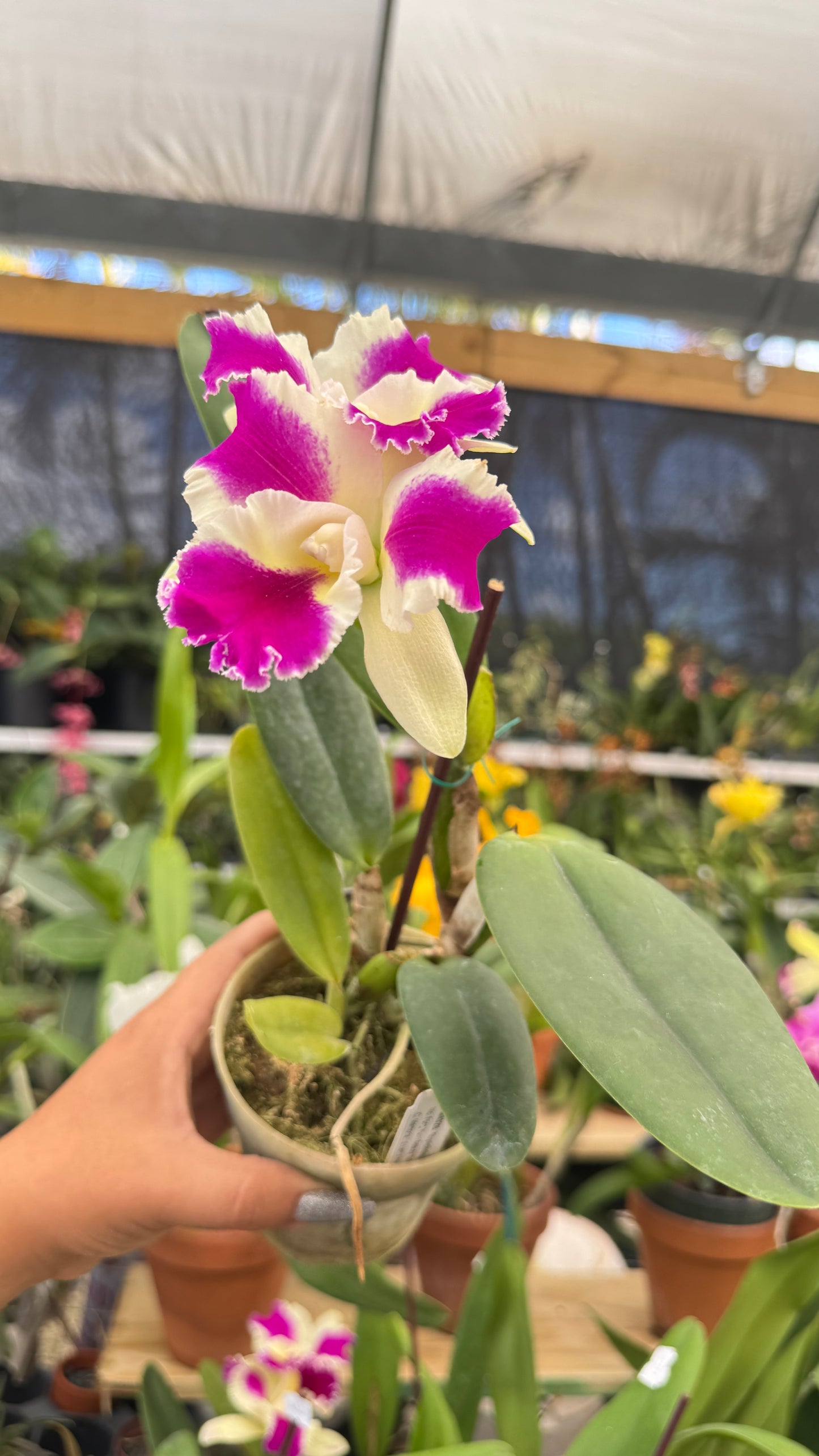 rlc. fong beauty 4"
