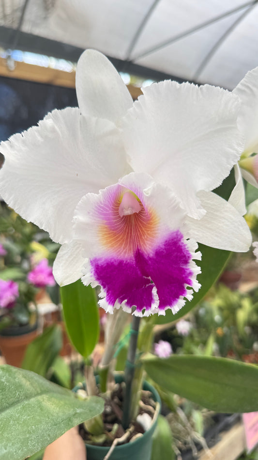 cattleya andichoca 4"