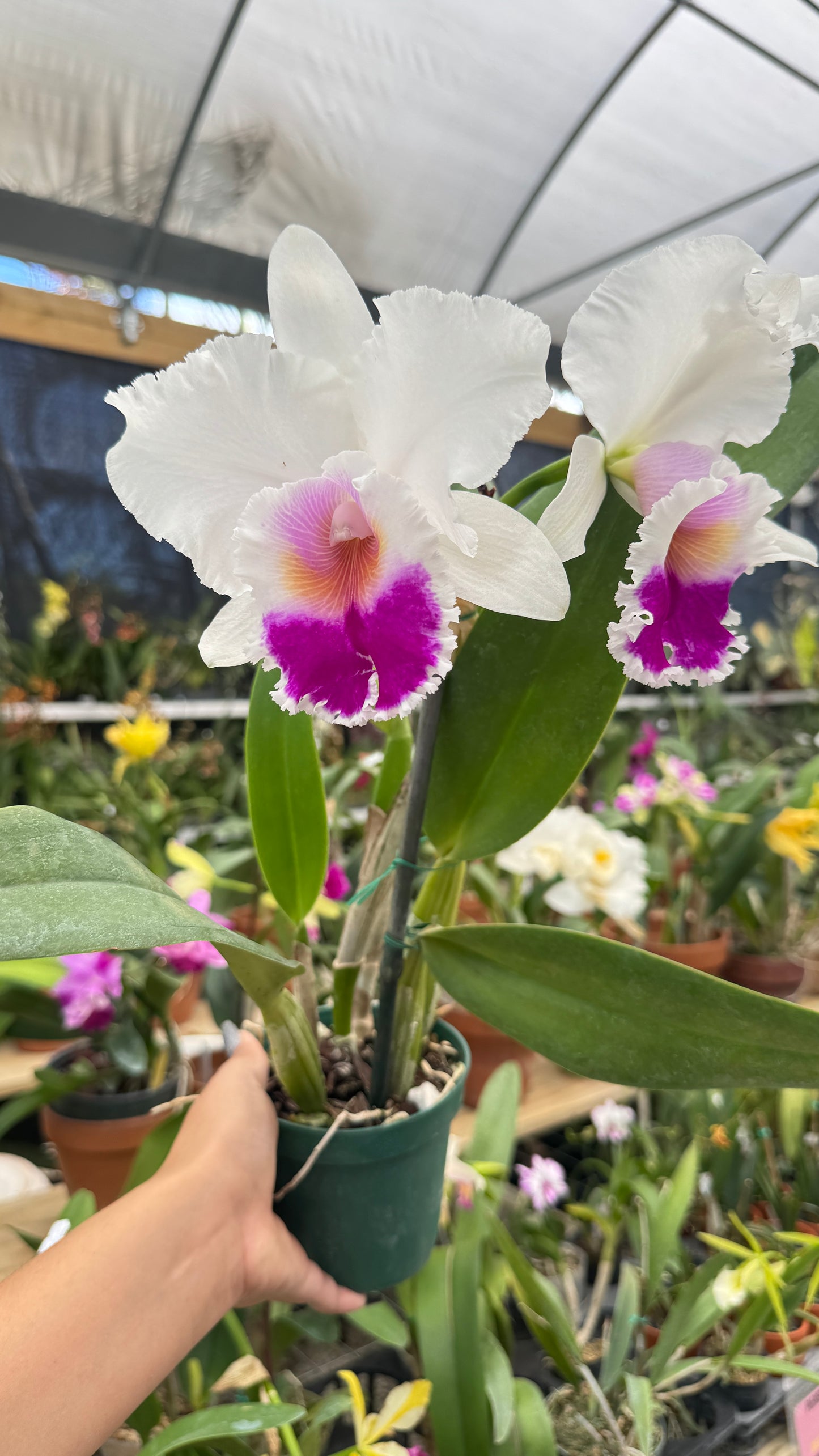 cattleya andichoca 4"
