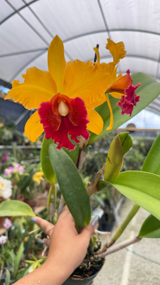 rhyncholaelicattleya eugene beauty 4"