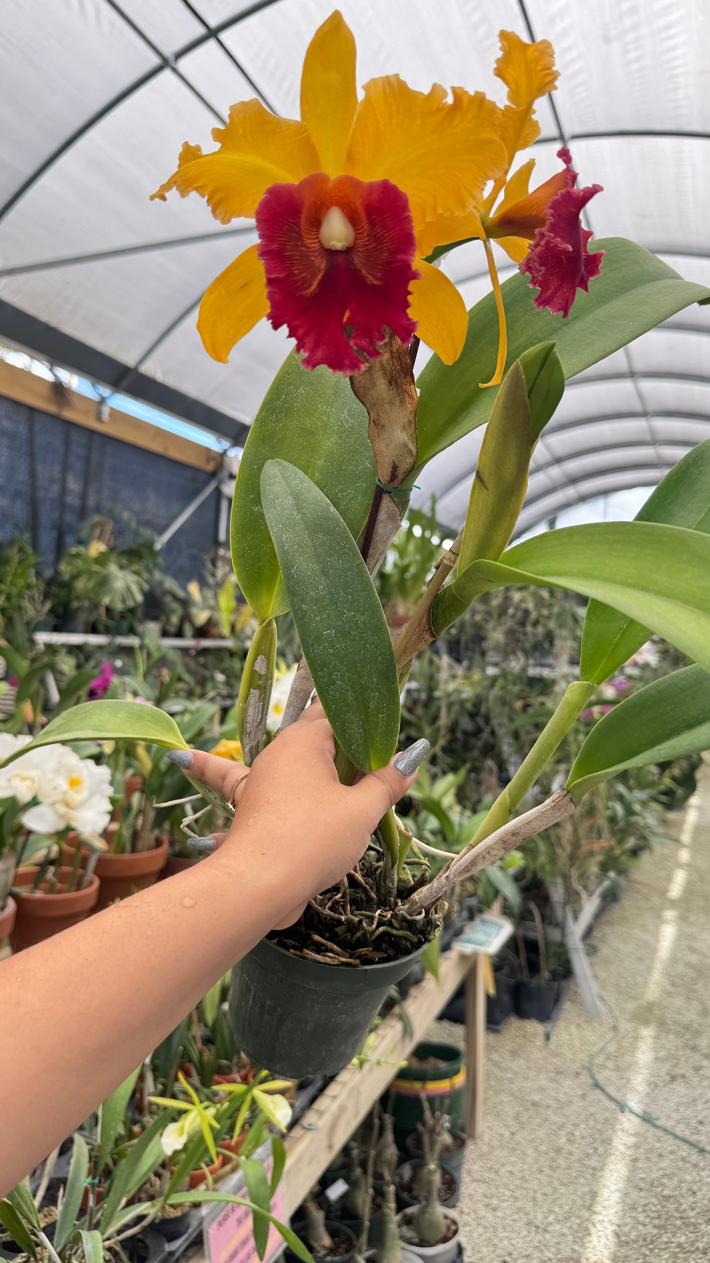 rhyncholaelicattleya eugene beauty 4"