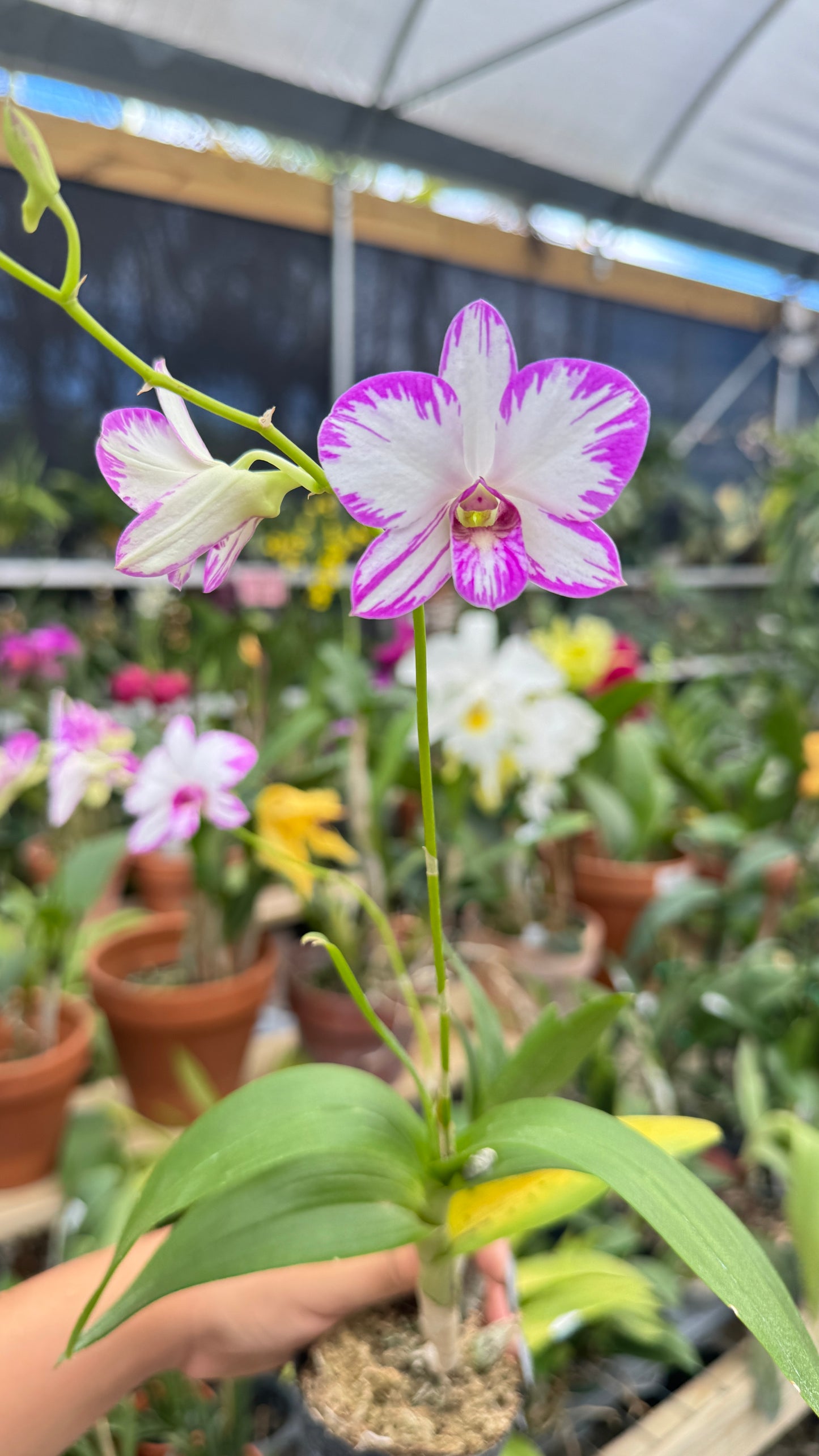 dendrobium enobi splash 3"