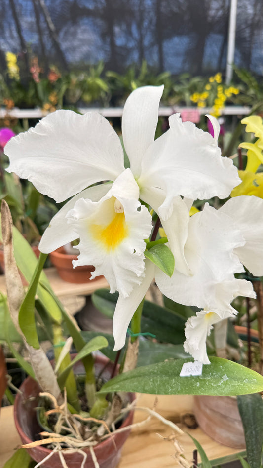 cattleya monita cholina 4