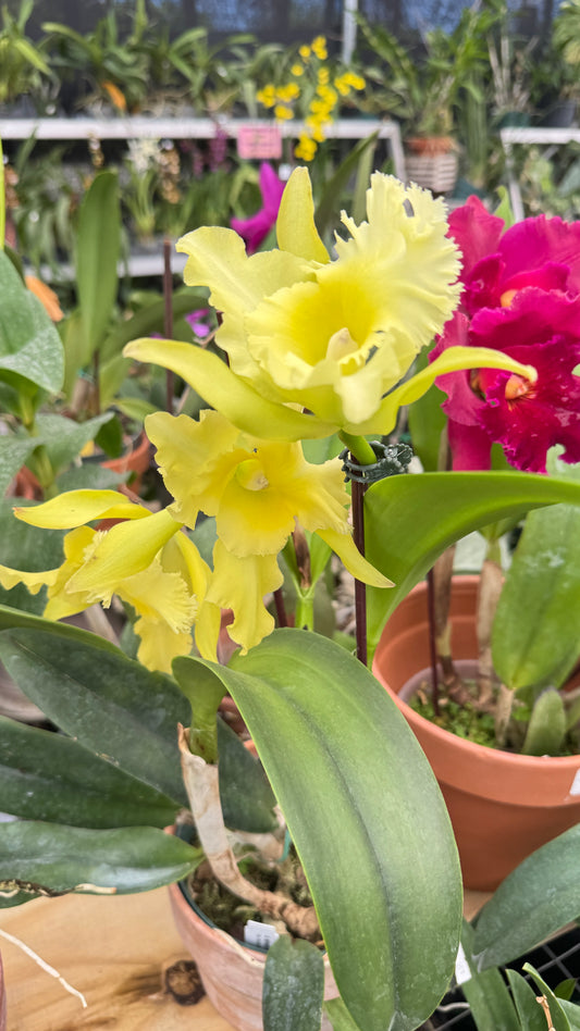 cattleya ports of paradise 6"