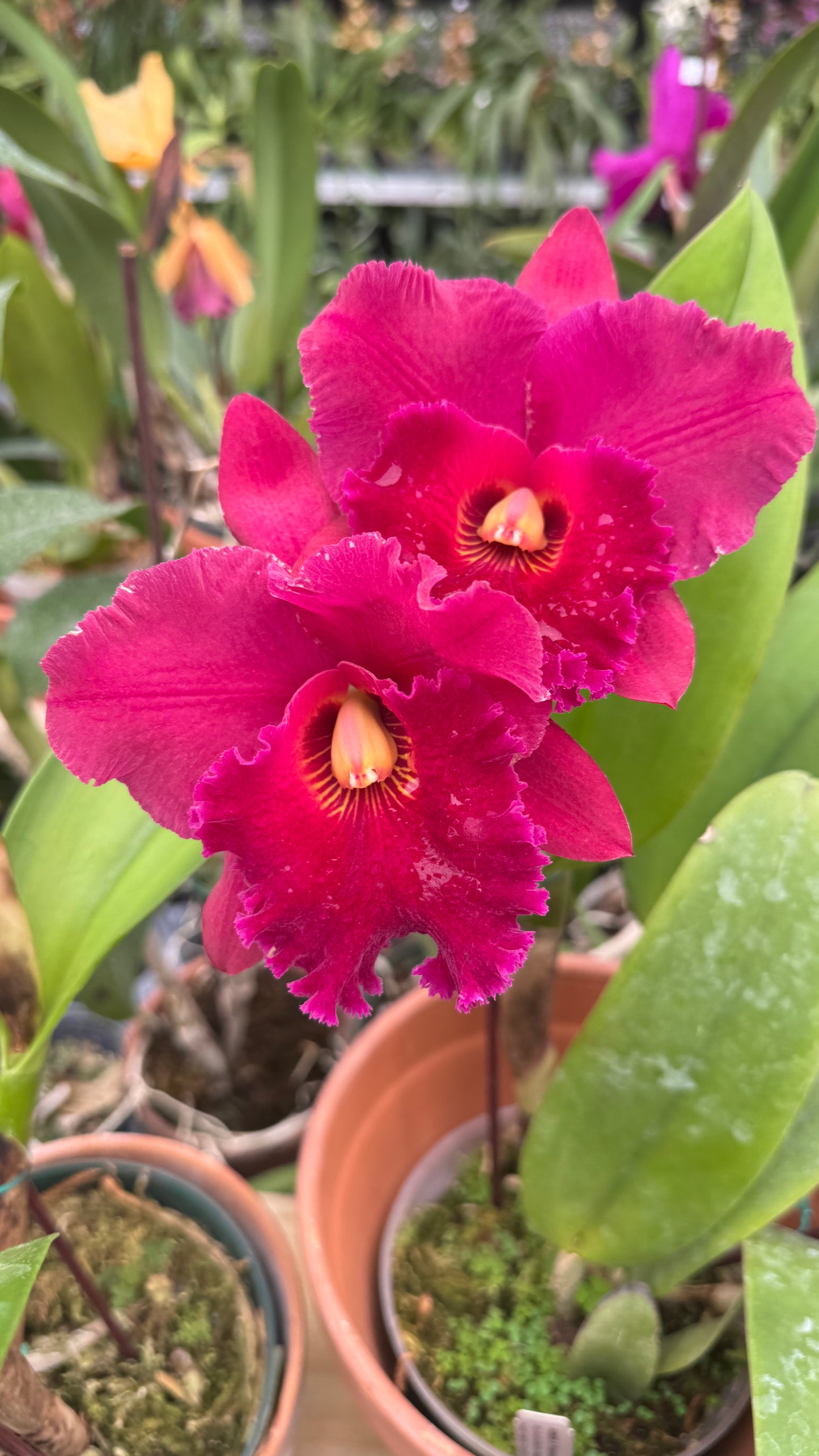 rlc. krulls carolina 6"