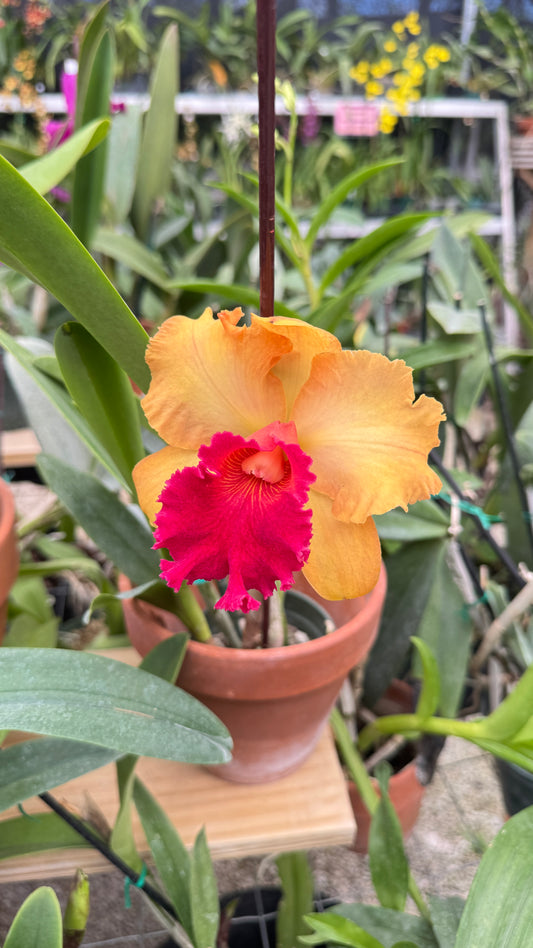 rlc. bob crowder 4"
