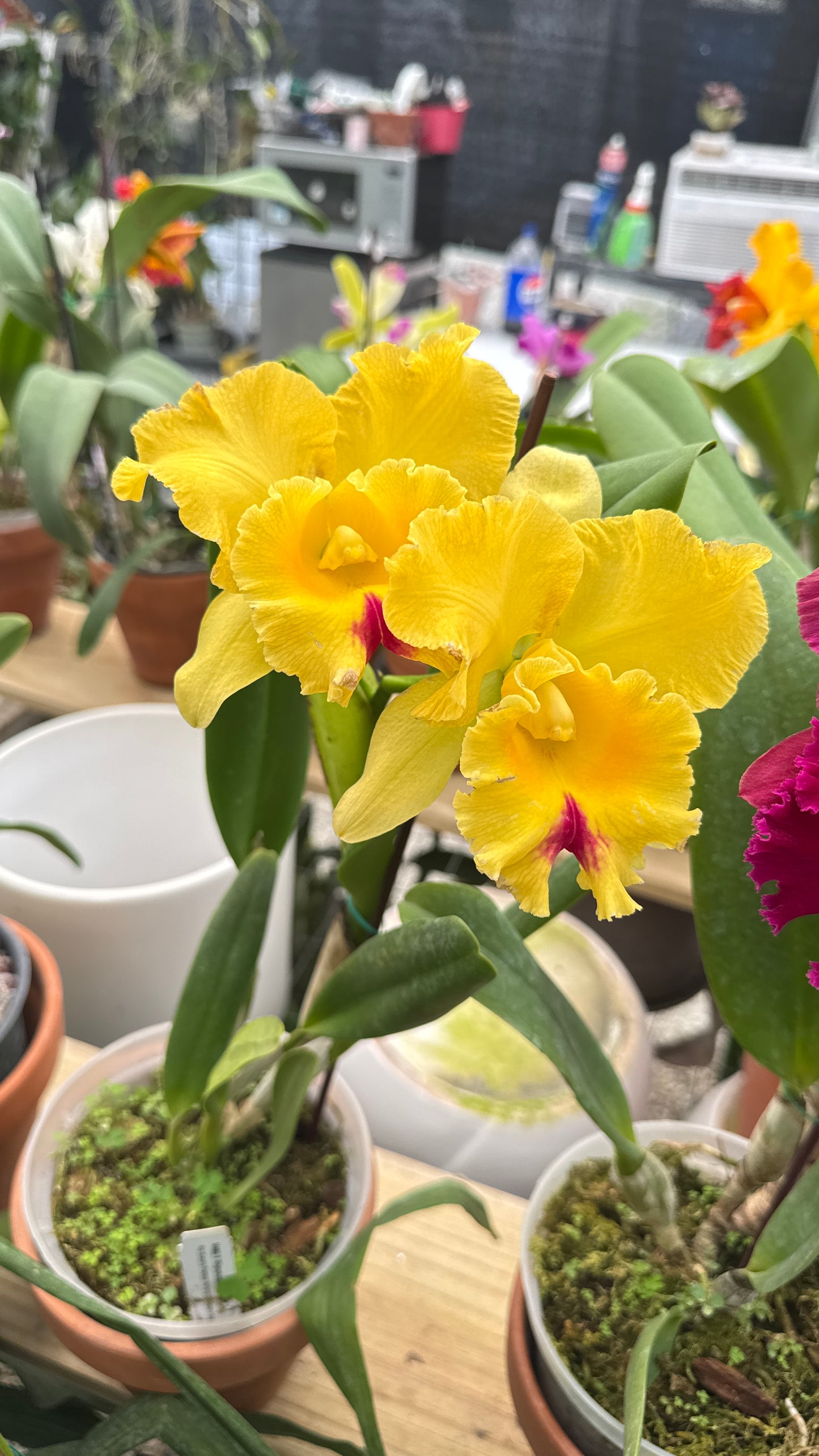 rc. suzuki preciosa 6"