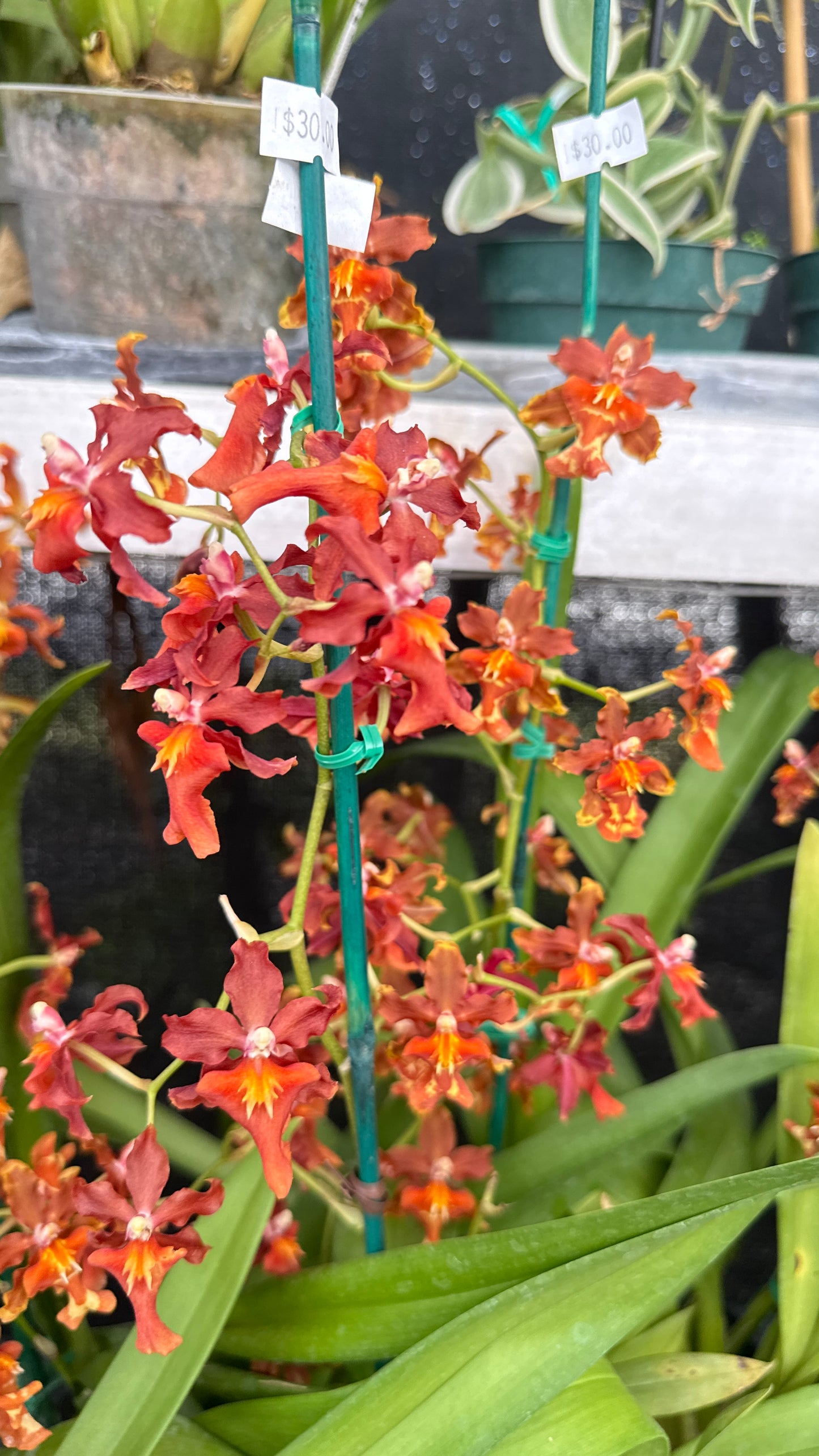 oncidium orange 4"