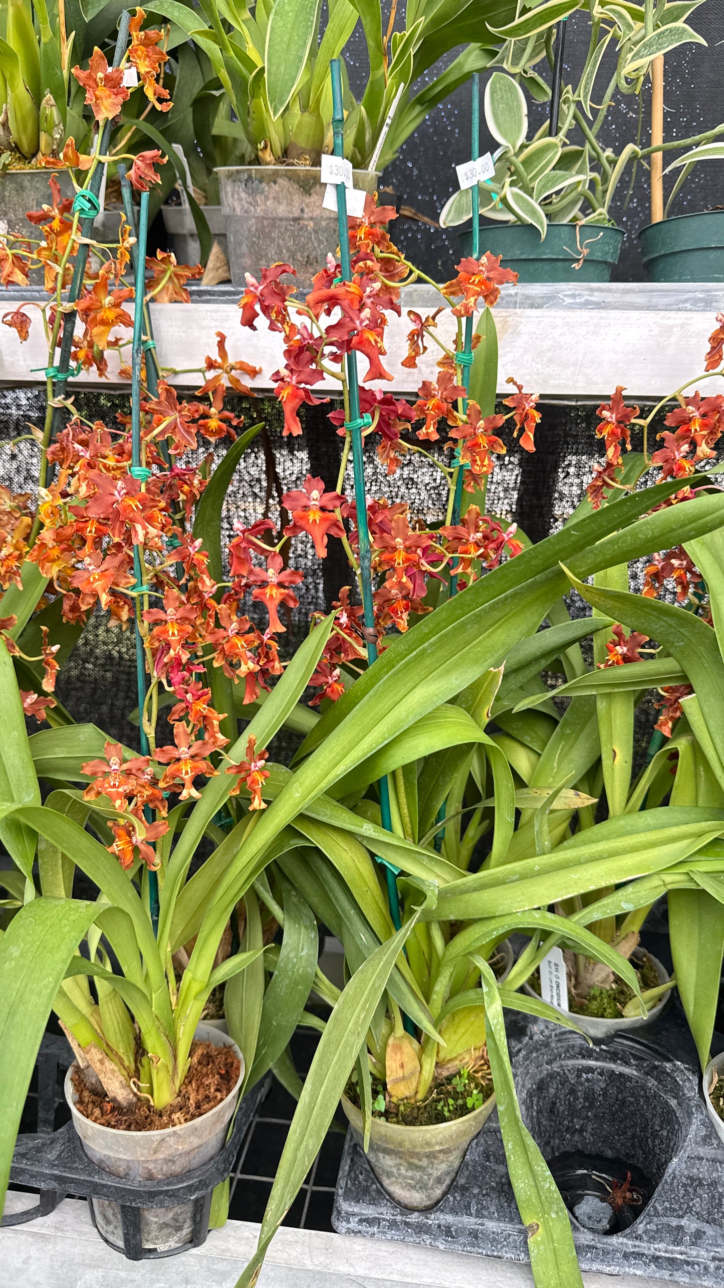 oncidium orange 4"
