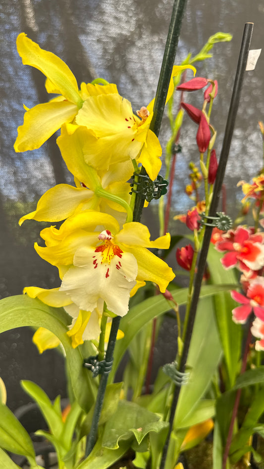 vuyl celtic sun maya 4"