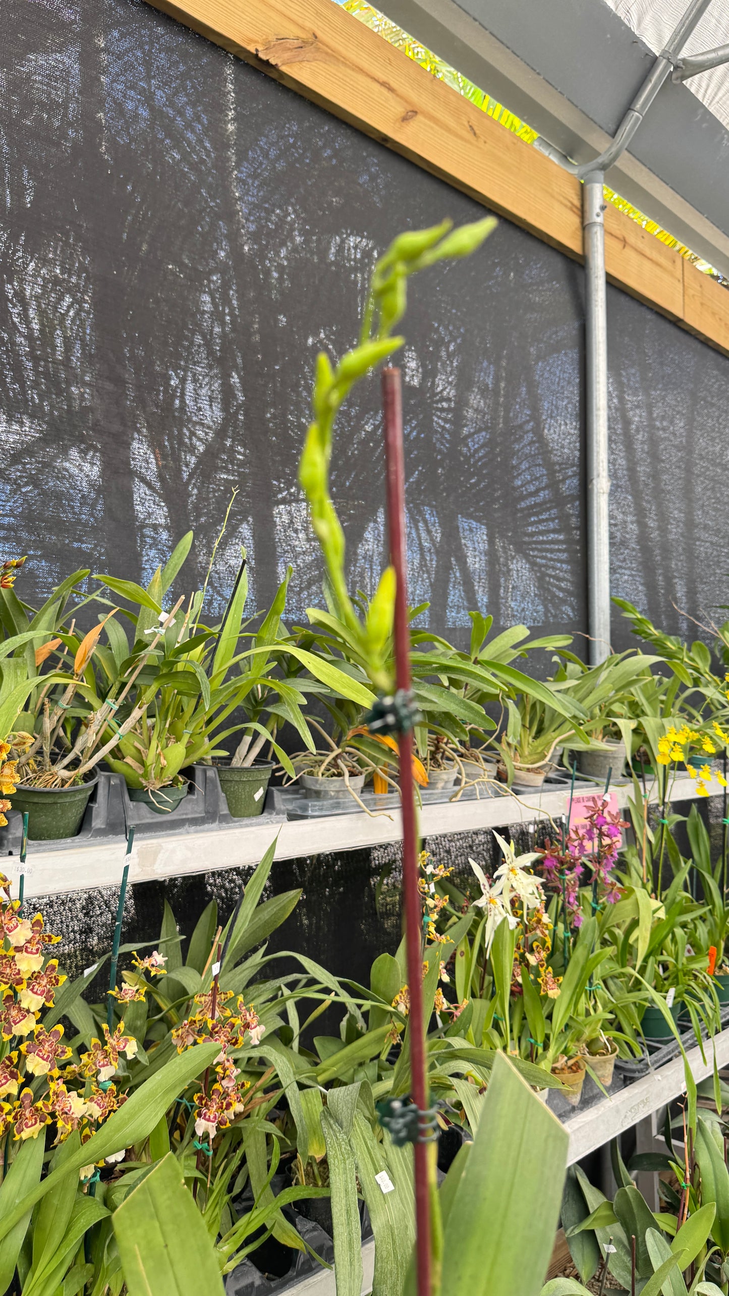 vuyl celtic sun maya 4"