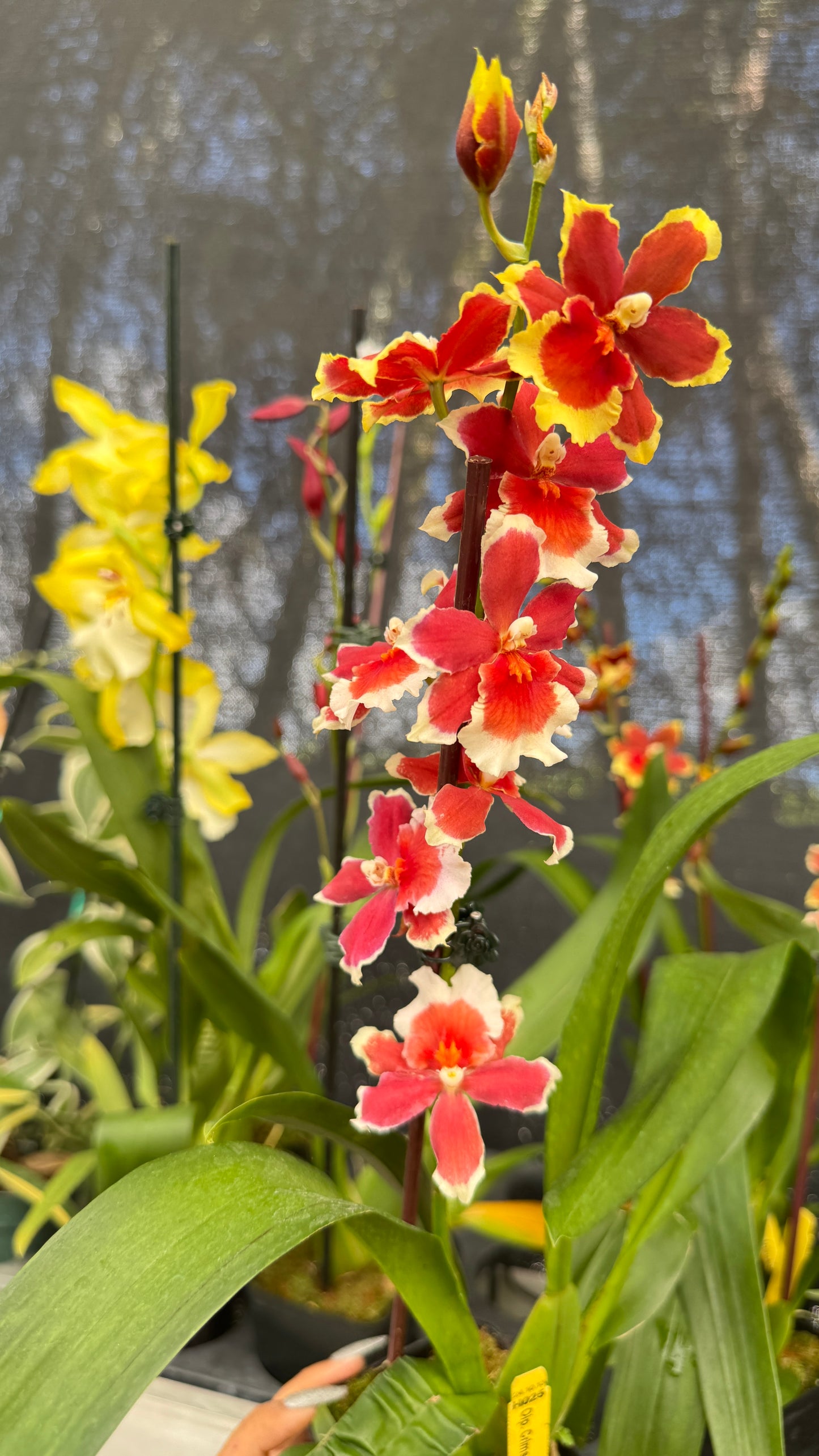 old. crimson pride 4"