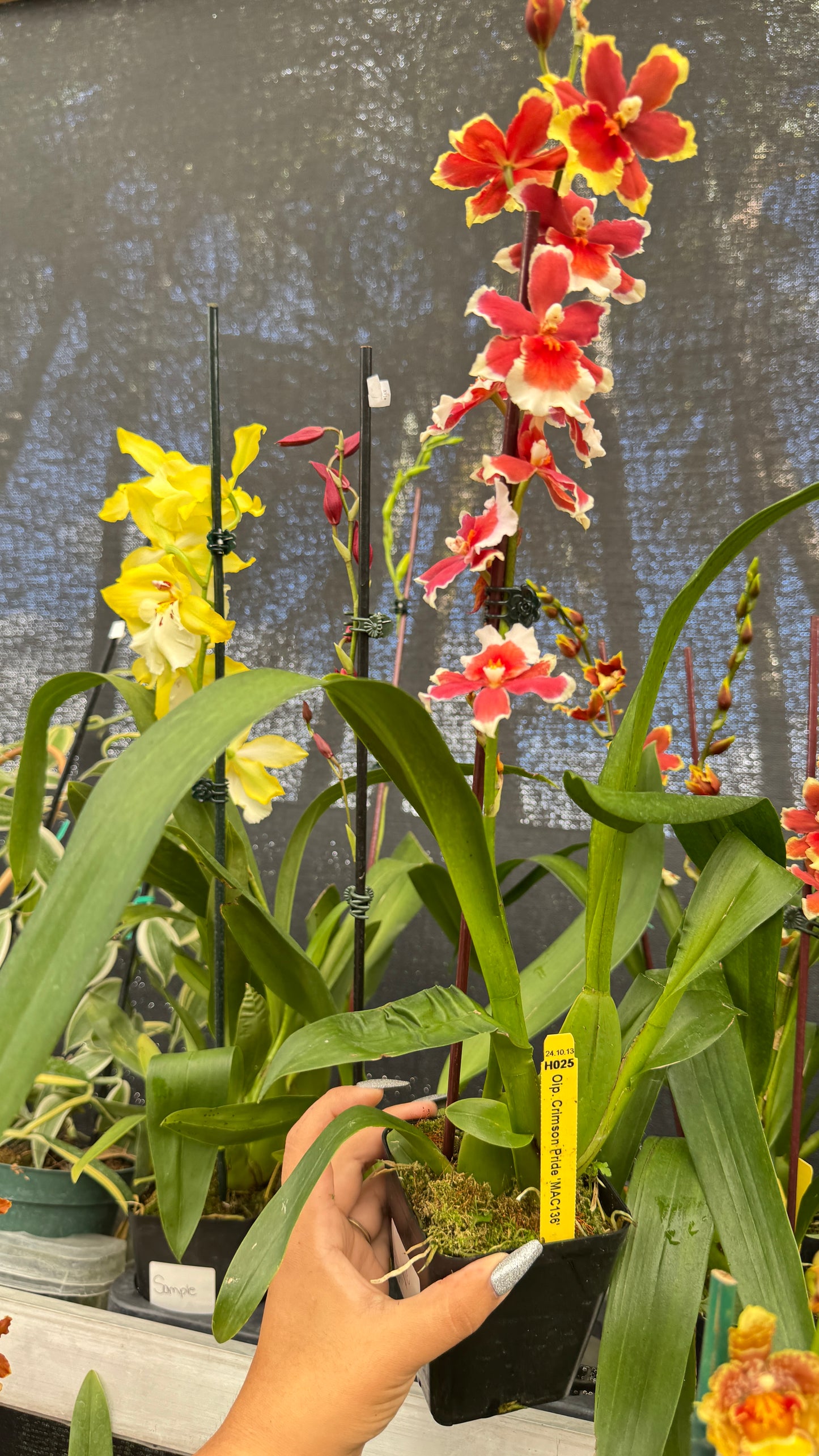 old. crimson pride 4"