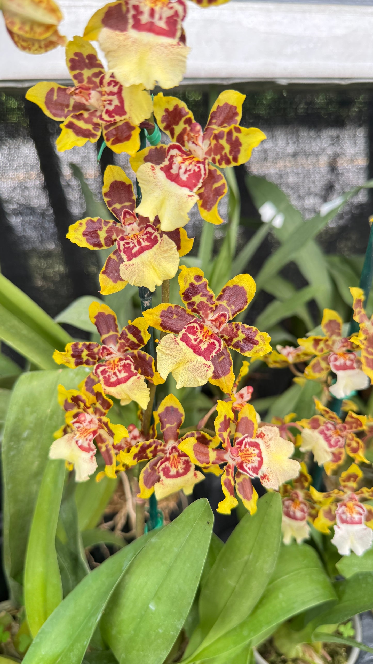 onc. dorothy wisnom 4"