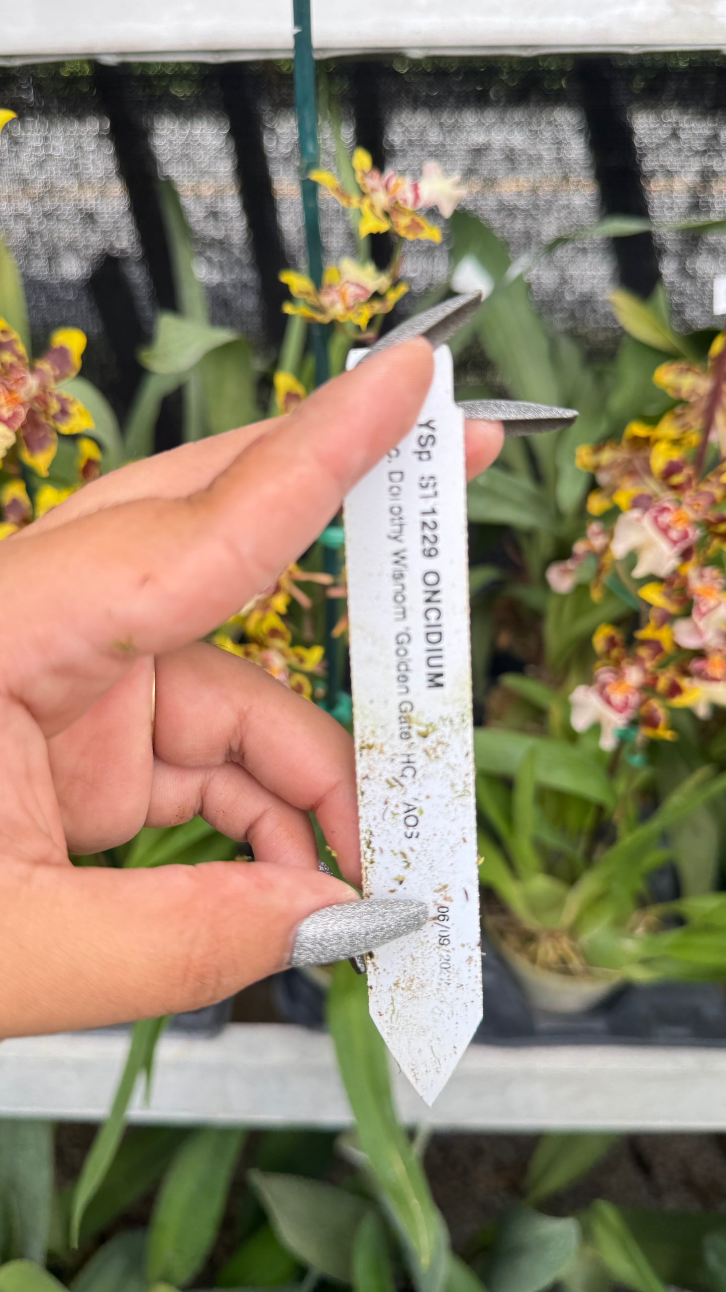 onc. dorothy wisnom 4"