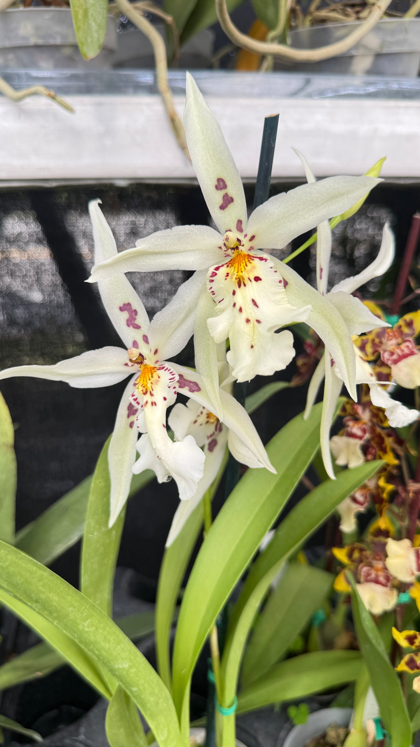 oncidium white 4"