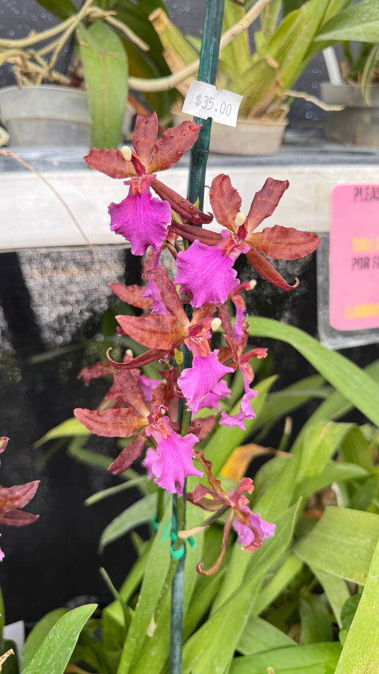 oncidium purple 4"