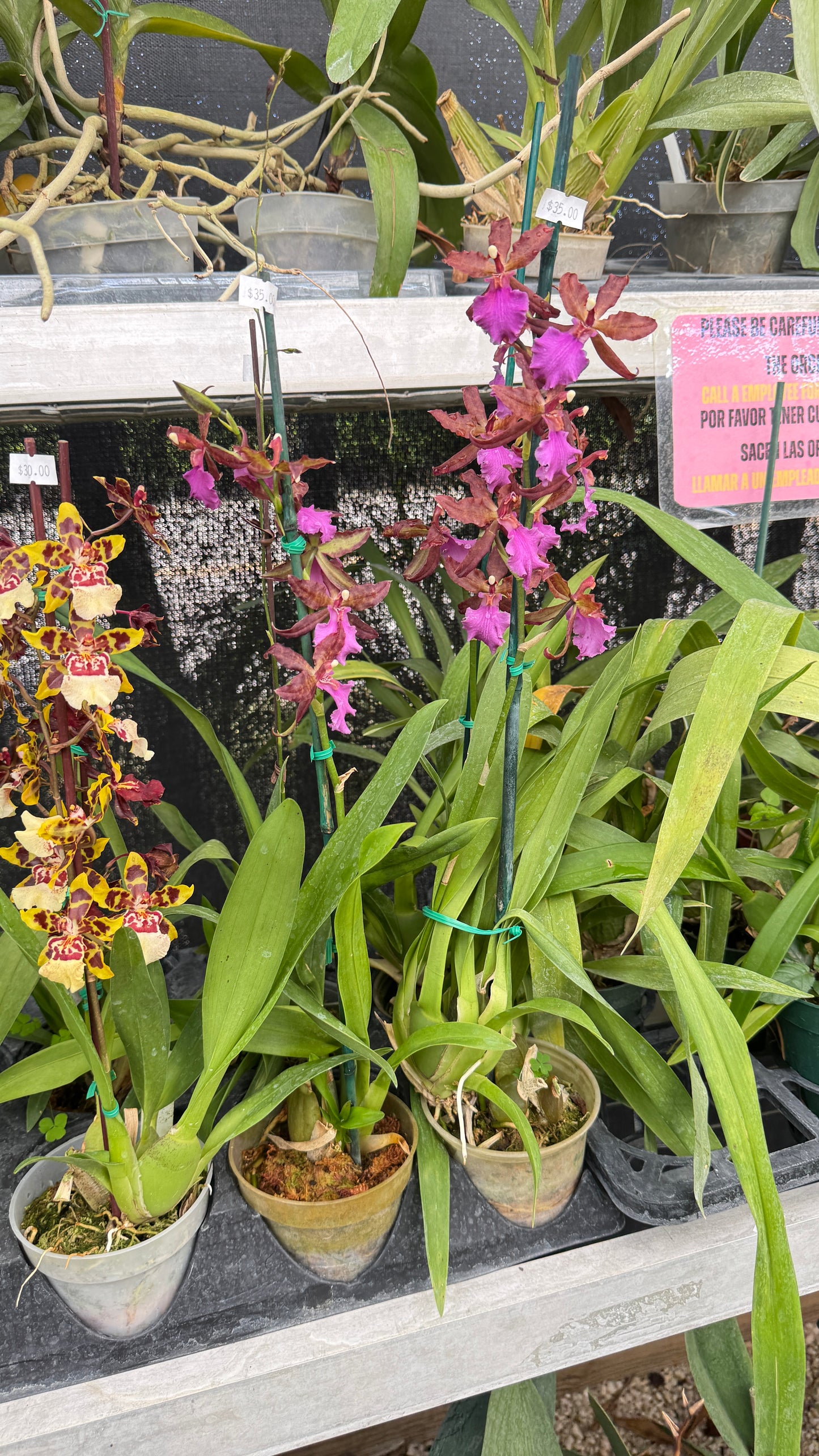 oncidium purple 4"