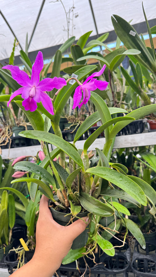 LAELIOCATTLEYA MINI SONG X SCHOM, ROSEA PINK 4"