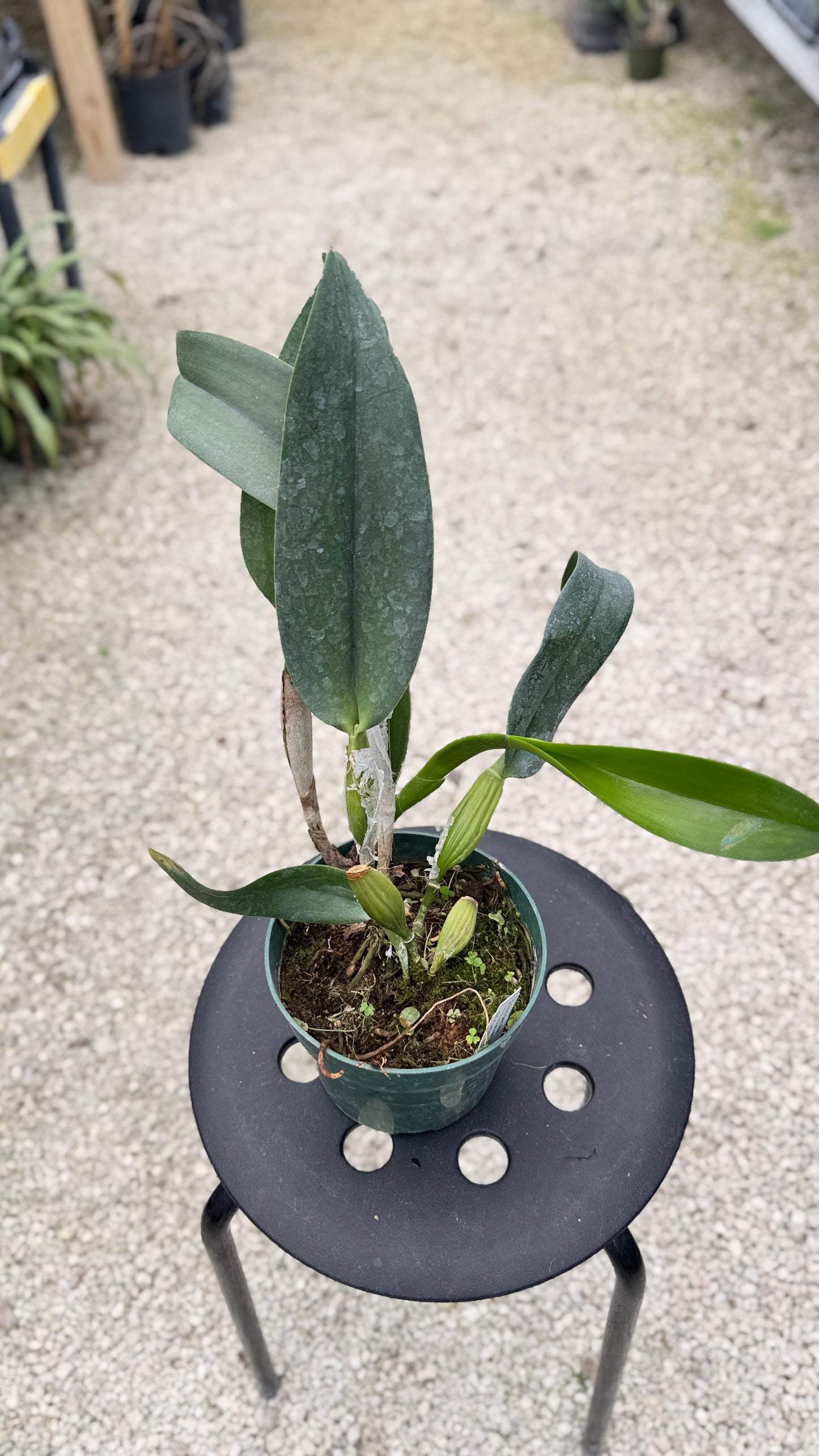RLC. VILLAGE CHIEF GREEN TAINAN 6" 314