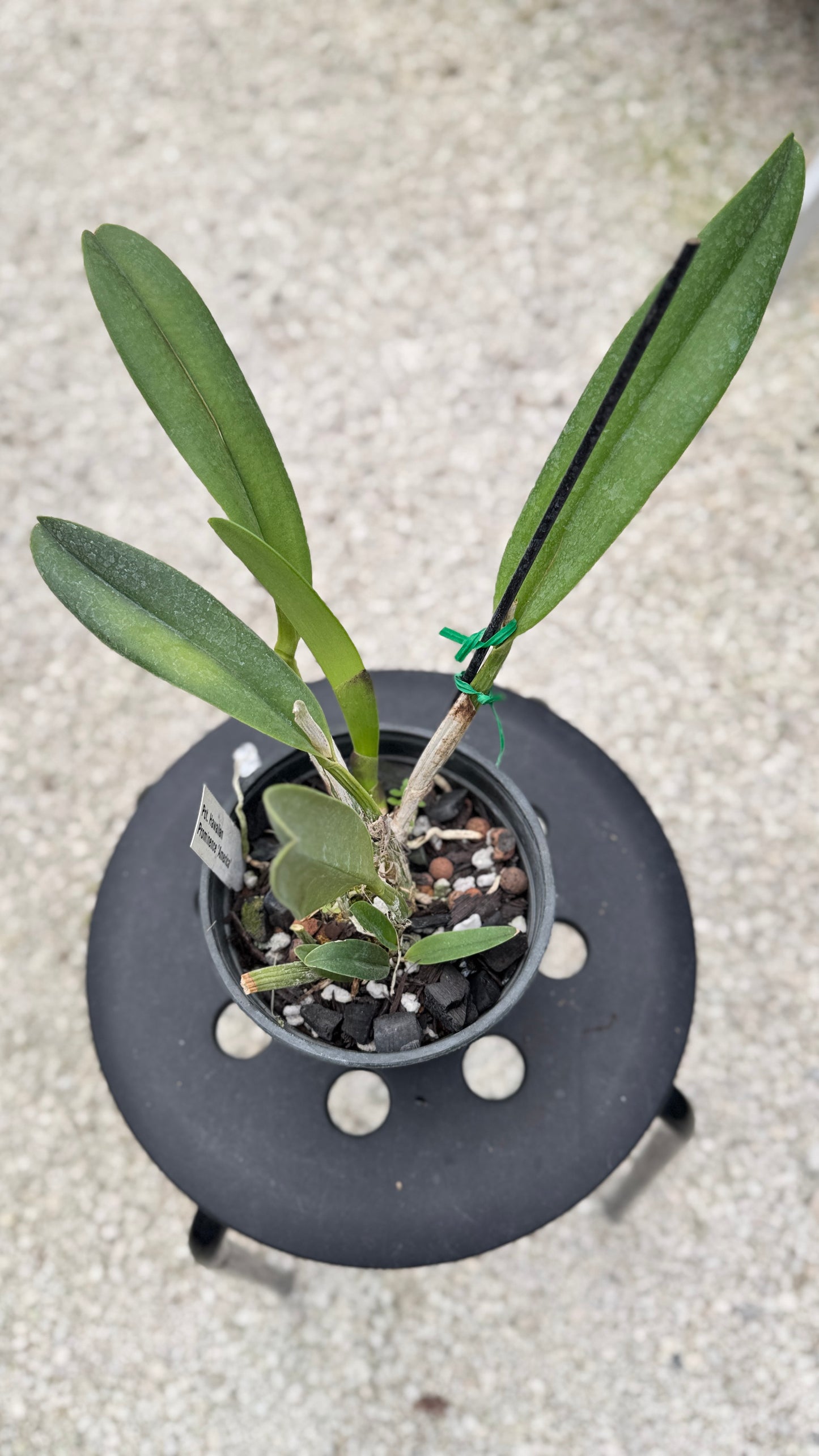 POT. HAWAIIAN PROMIENCE 'AMERICA' 6" 315